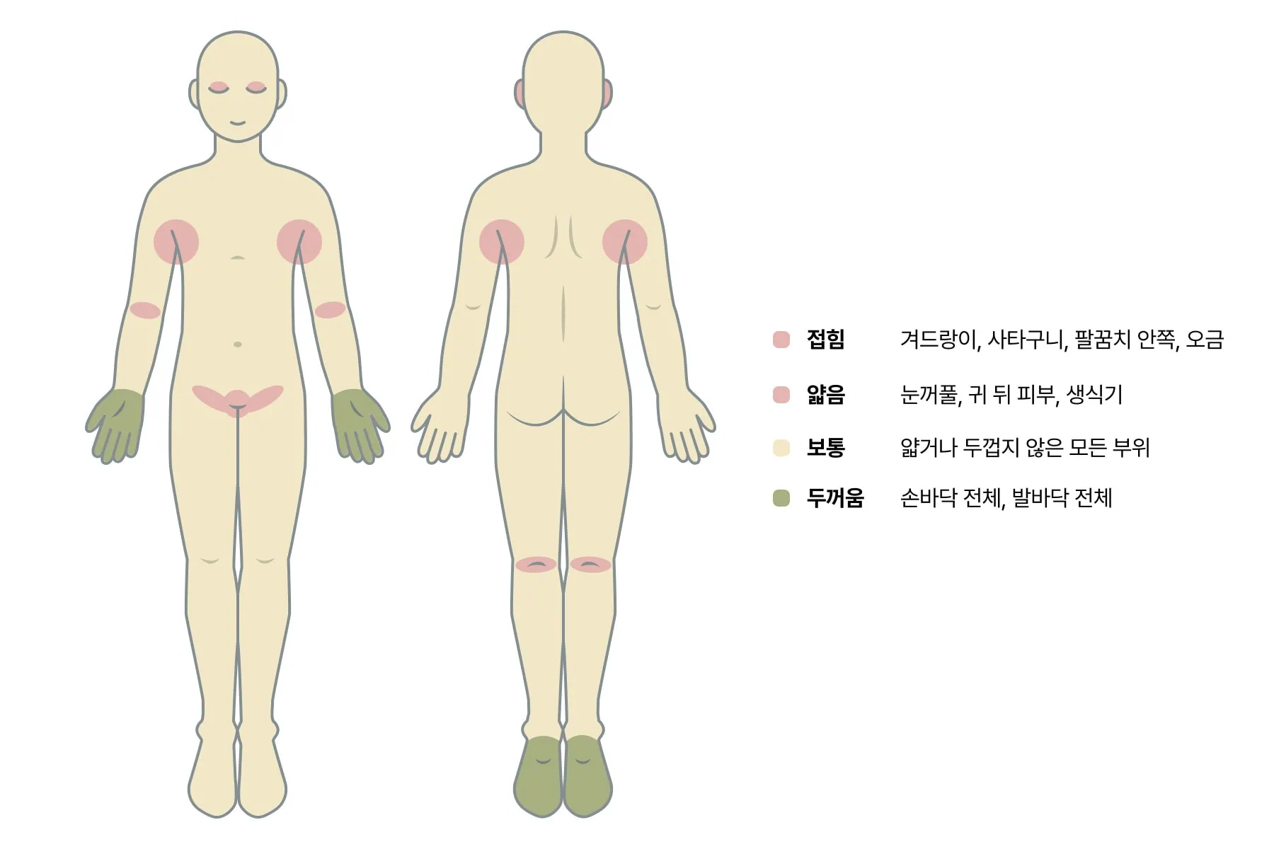 부위별 스테로이드 흡수율 인체 부위별 스테로이드 흡수율 차이를 보여주는 도표. 눈꺼풀과 성기 부위의 흡수율이 가장 높음을 표시함