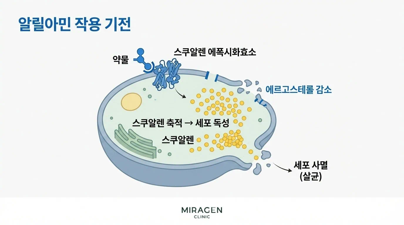 알릴아민계 항진균제 작용 기전 — 스쿠알렌 축적과 에르고스테롤 감소로 진균을 직접 죽이는 과정