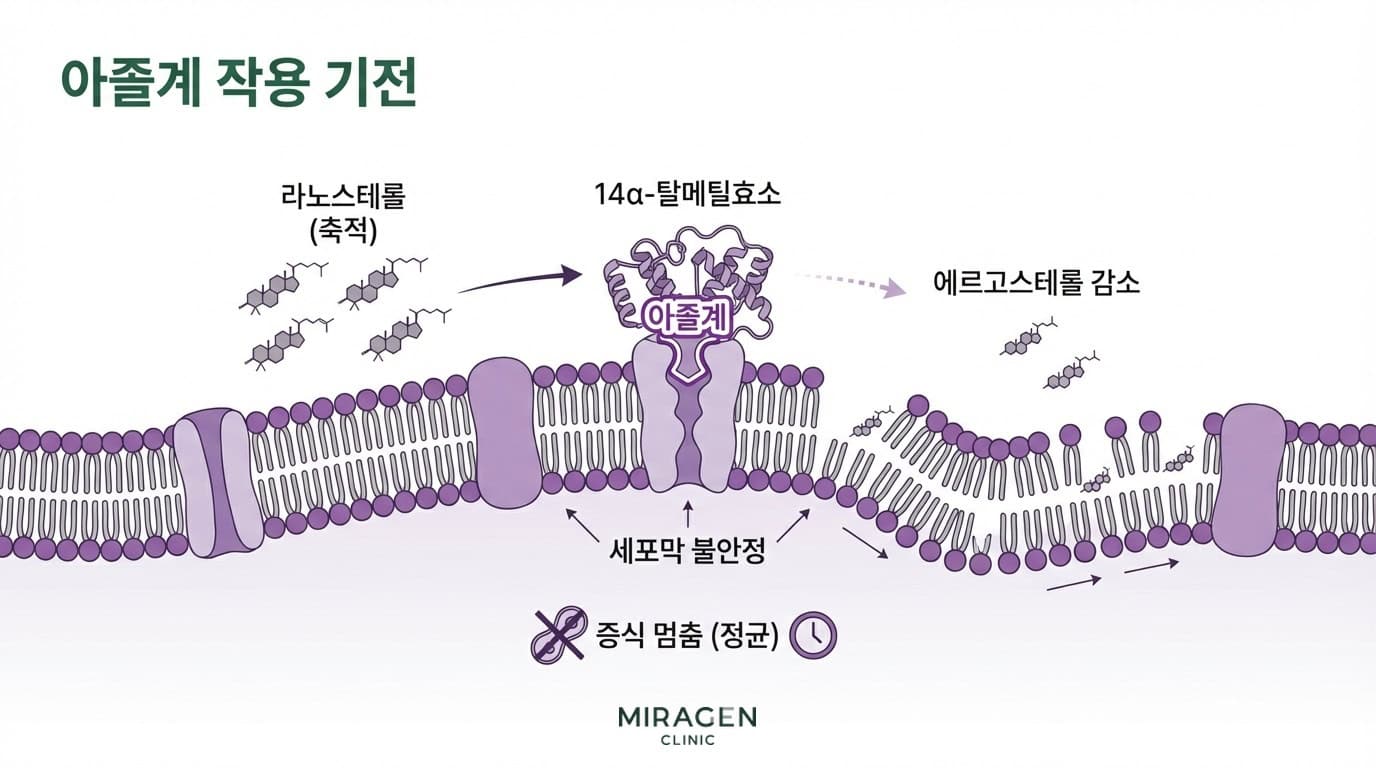 케토코나졸 연고 작용 기전 — 14α-탈메틸효소를 차단해 진균 에르고스테롤 합성을 억제하는 과정
