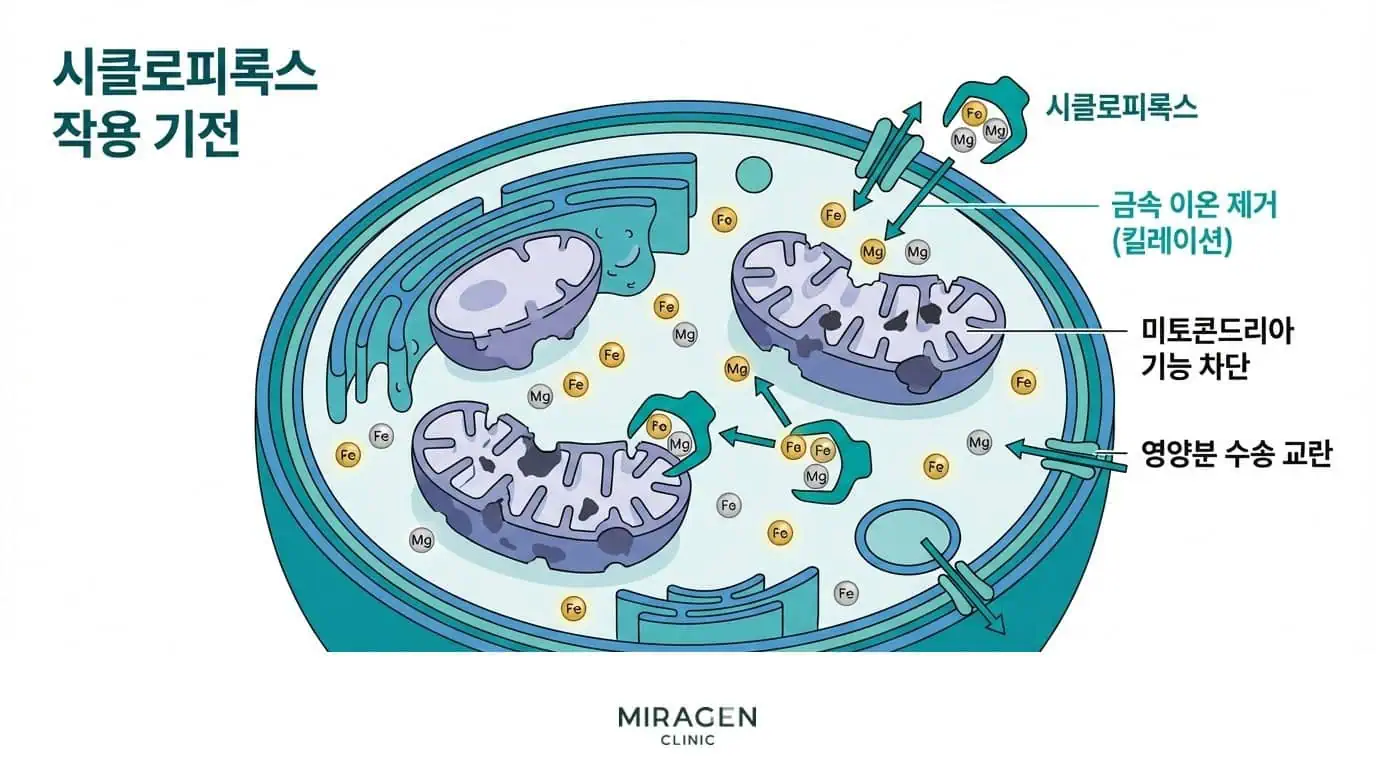 시클로피록스 항진균제 작용 기전 — 금속 이온 킬레이션으로 미토콘드리아 기능을 차단하는 과정