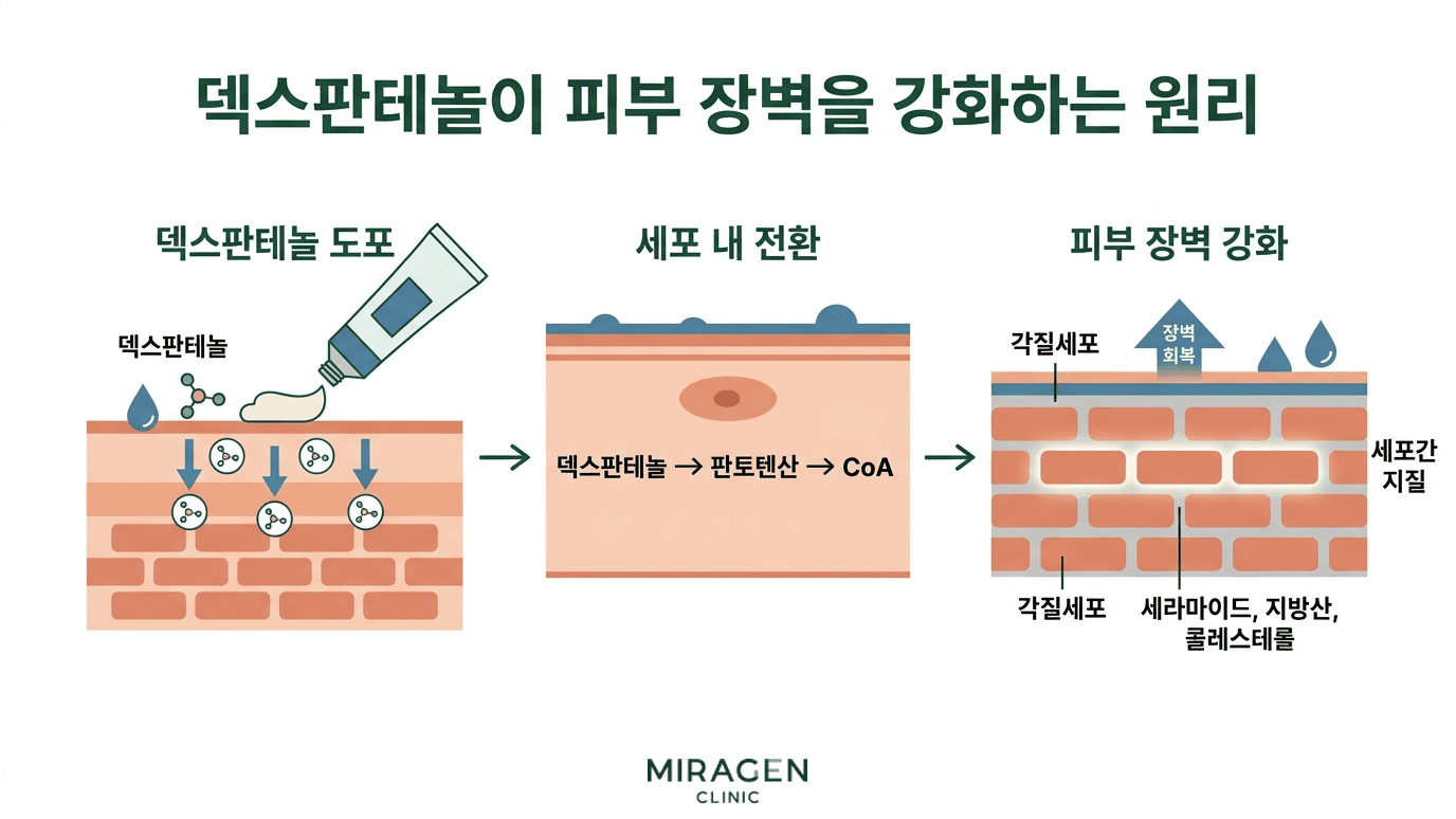 덱스판테놀이 피부에 흡수되어 판토텐산과 코엔자임A로 전환된 뒤 세포간 지질 합성을 촉진하여 피부 장벽을 강화하는 과정을 보여주는 일러스트