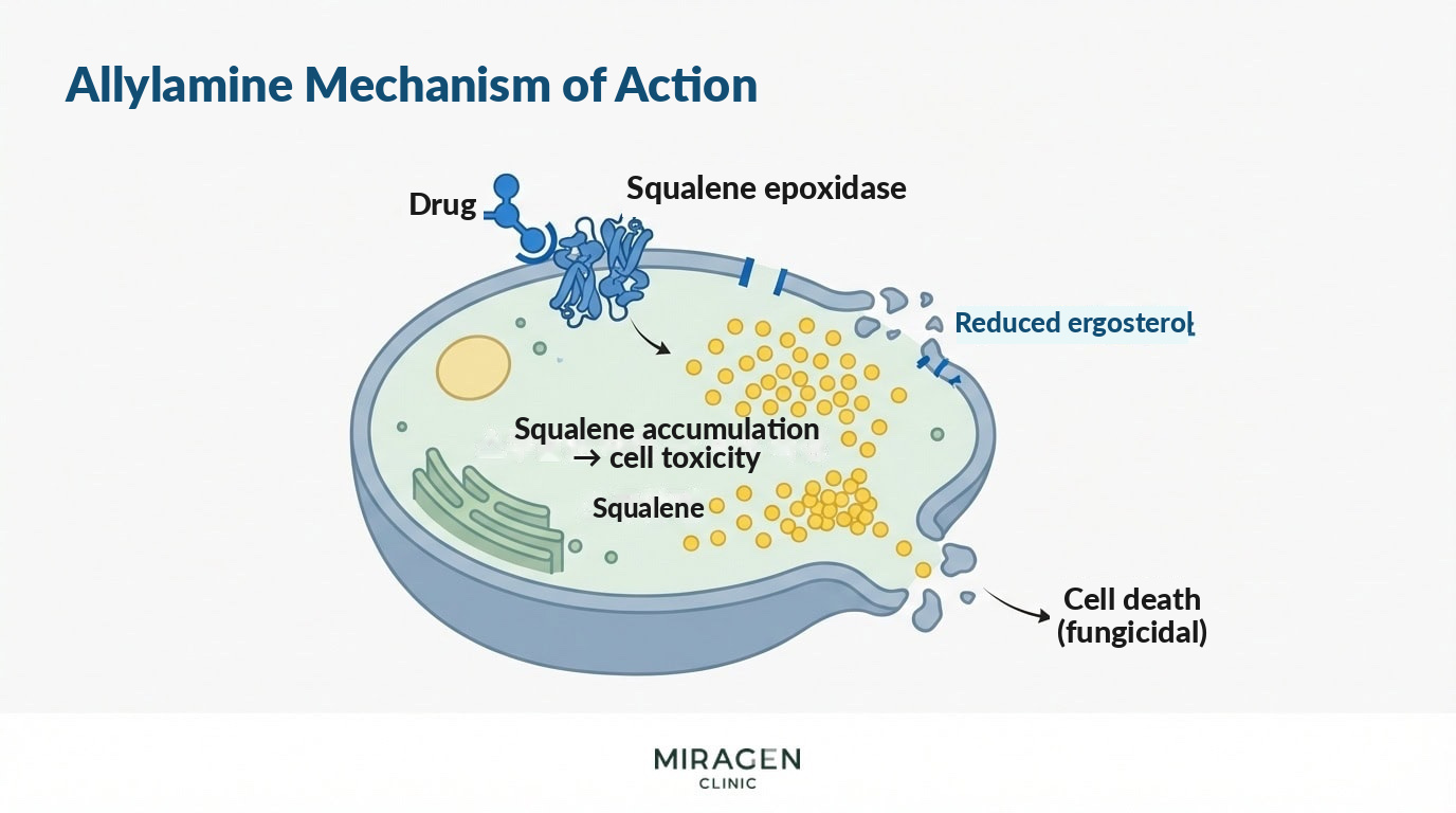 Mechanism of Allylamine Antifungals — Directly killing fungi through squalene accumulation and reduced ergosterol