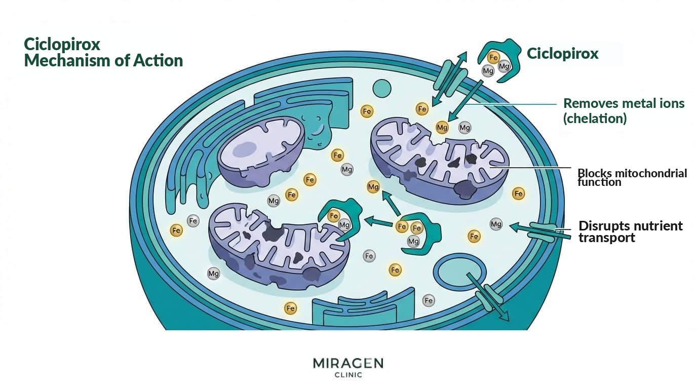 Mechanism of Ciclopirox Antifungals — Blocking mitochondrial function through metal-ion chelation