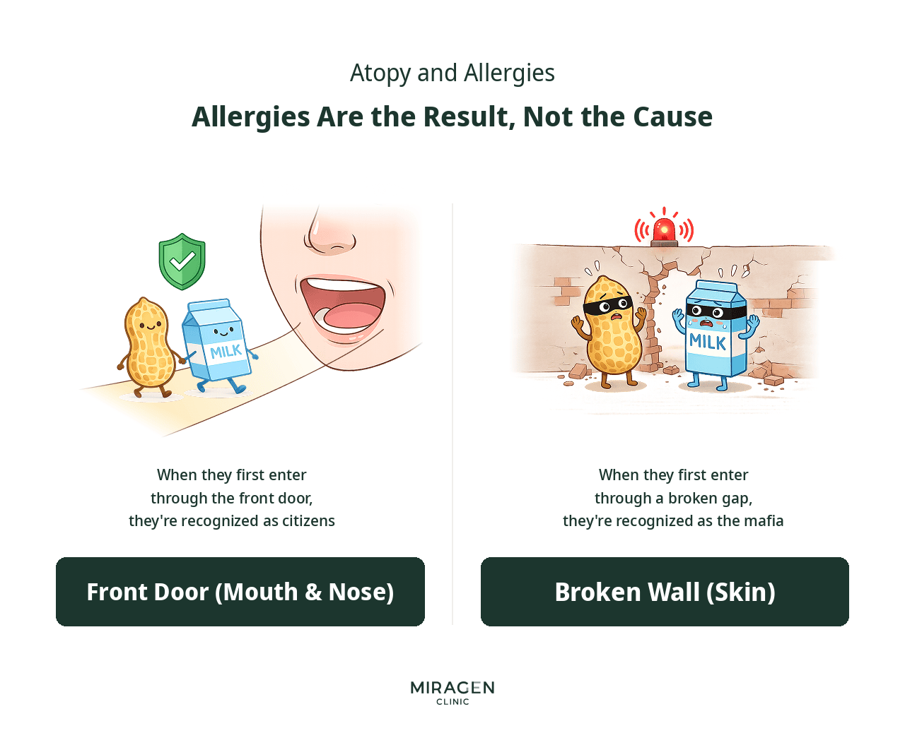 Causes and Consequences of Allergies An infographic explaining the relationship between atopic dermatitis and allergies using the Citizen/Mafia analogy; it visualizes the immune principle where food entering through the mouth is recognized as a citizen, while food entering through gaps in a broken skin barrier is recognized as the Mafia.
