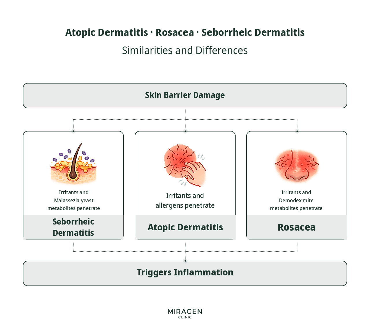 Comparison of Rosacea, Atopic Dermatitis, and Seborrheic Dermatitis An infographic comparing rosacea, atopic dermatitis, and seborrheic dermatitis, showing that while all three begin with skin barrier damage, they differ in what penetrates: Demodex metabolites for rosacea, allergens for atopic dermatitis, and Malassezia for seborrheic dermatitis.