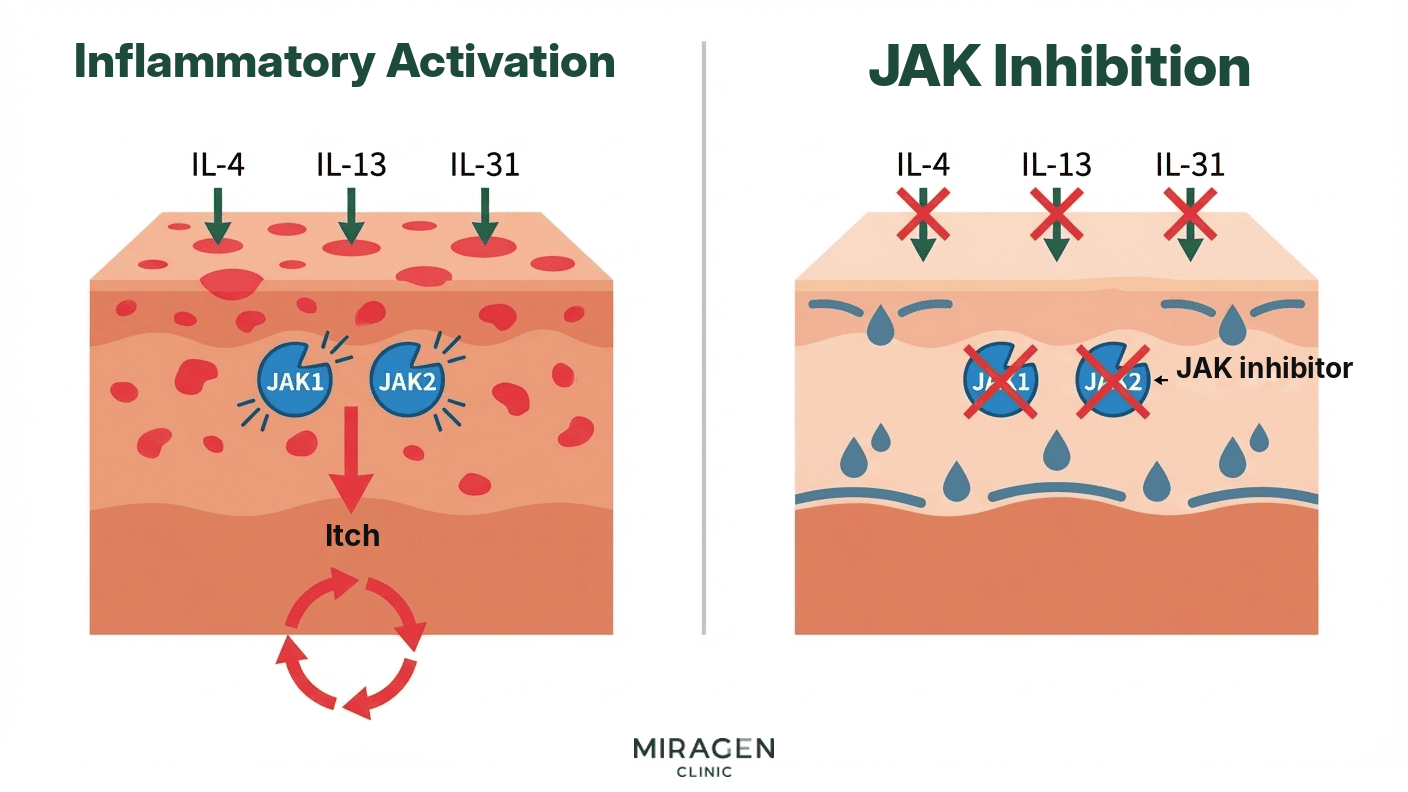Ruxolitinib JAK Pathway Inhibition Mechanism A medical illustration showing the mechanism of action where ruxolitinib, the main ingredient in Rutinib ointment and Opzelura, inhibits JAK1 and JAK2 to block atopic itching and inflammatory signals.