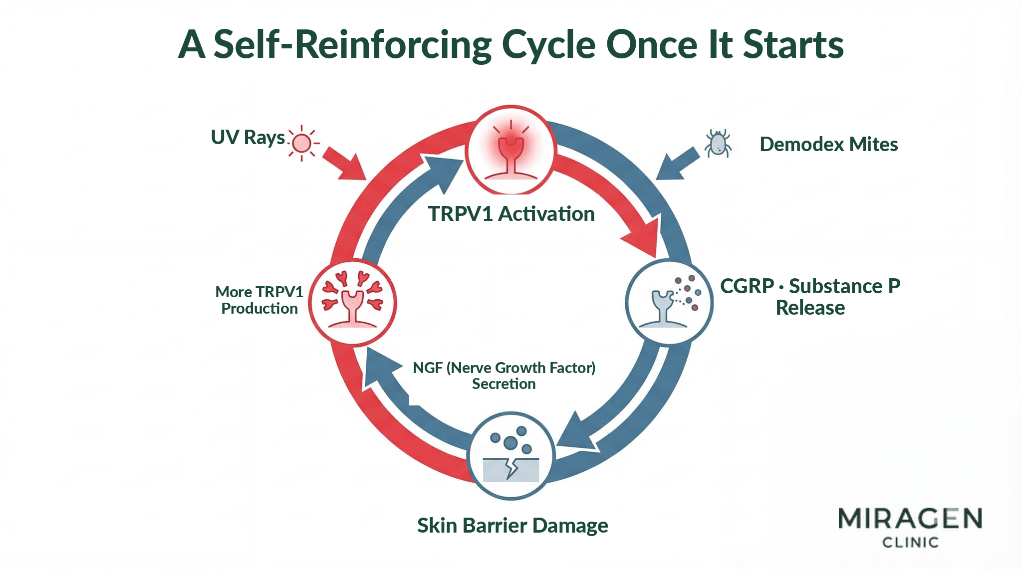 TRPV1 Vicious Cycle Diagram A cycle diagram showing the TRPV1 vicious cycle process. It illustrates the self-reinforcing loop from TRPV1 activation to CGRP and Substance P release, NGF secretion, and additional TRPV1 production, as well as how UV rays, Demodex mites, and skin barrier damage trigger this cycle.