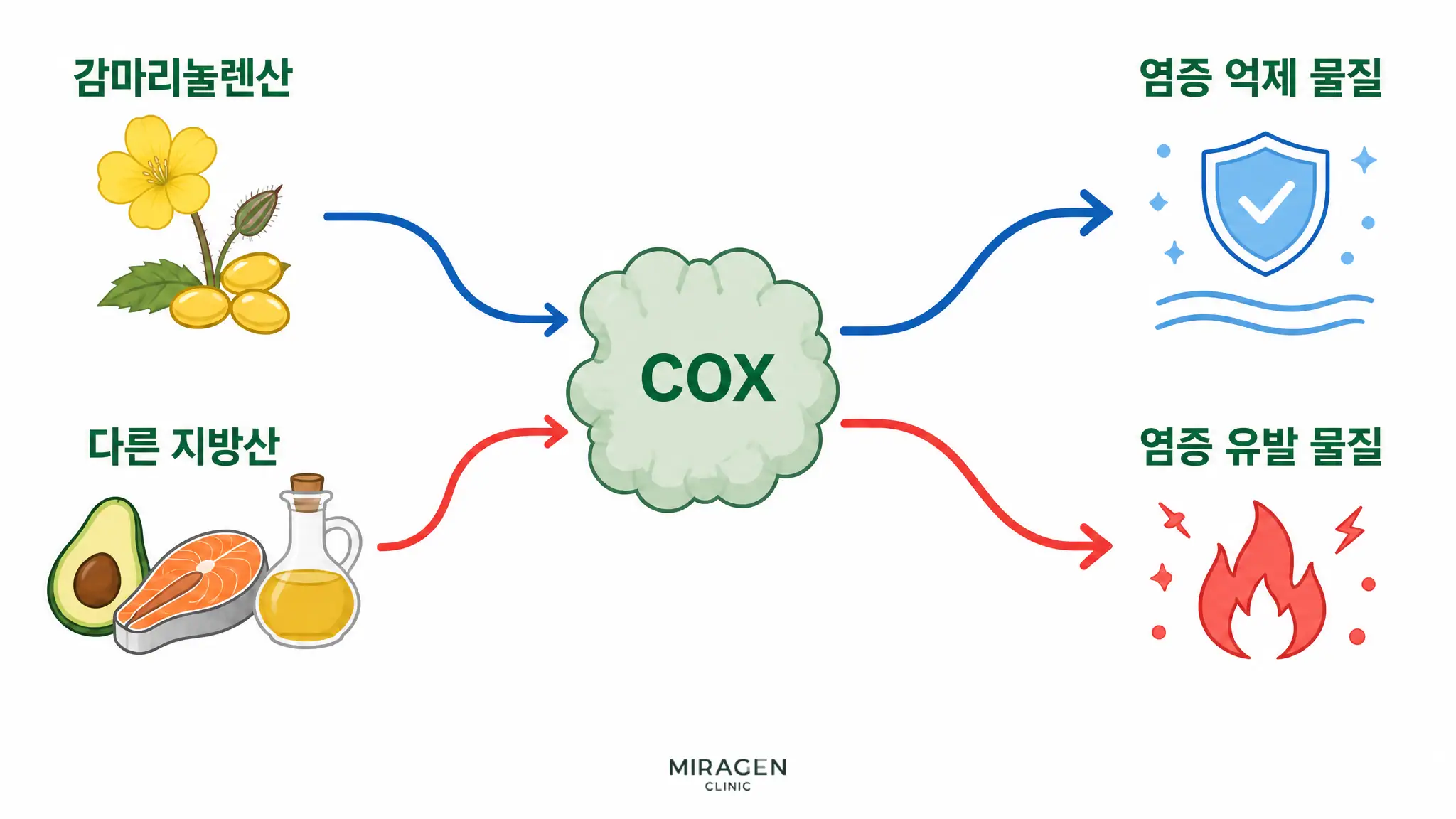 ガンマリノレン酸がCOX酵素を経て炎症を抑制する物質の材料となり、他の脂肪酸が同じCOX酵素を経て炎症を誘発する物質の材料となる二つの経路