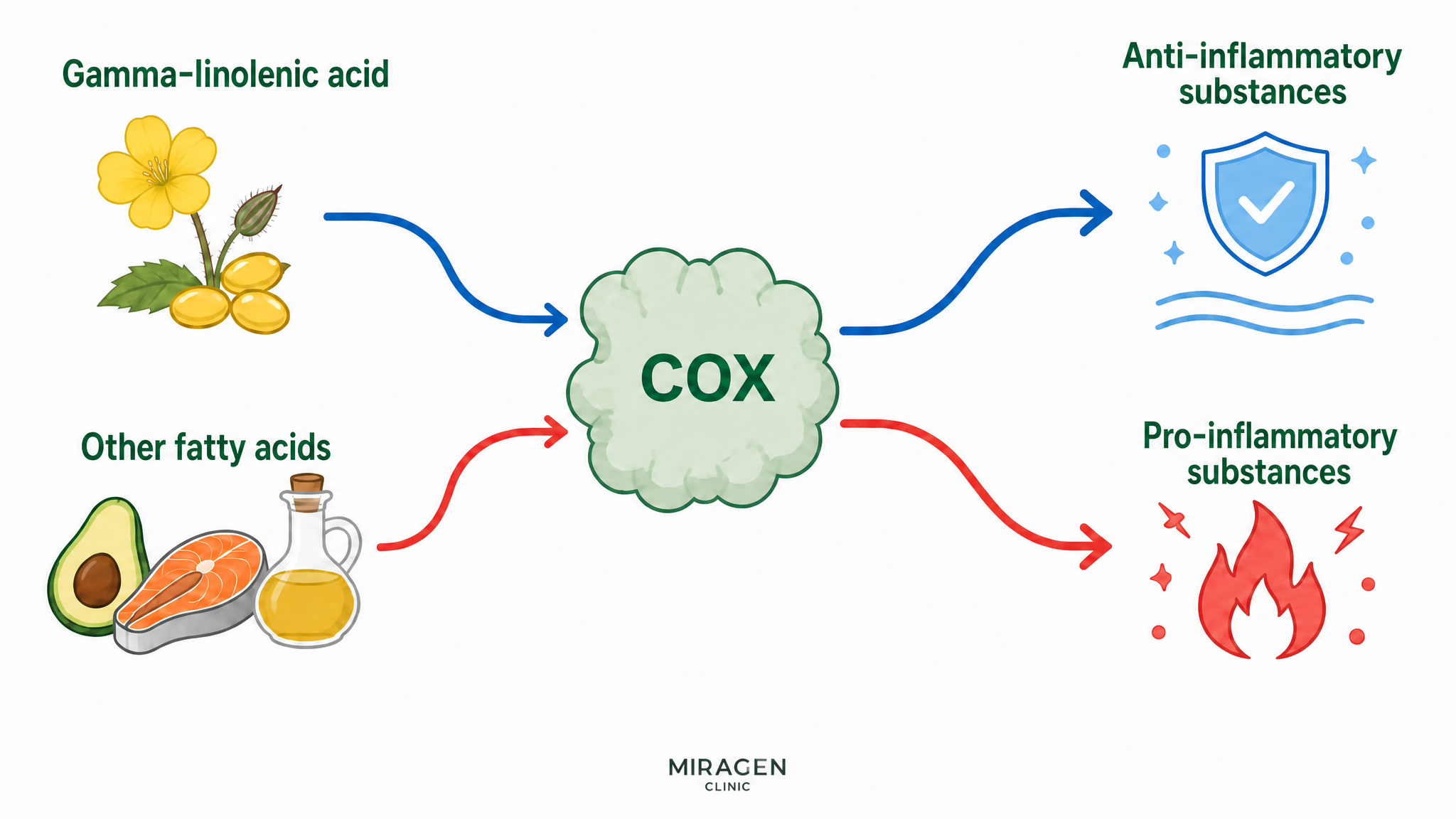 A two-pathway diagram showing gamma-linolenic acid becoming a raw material for anti-inflammatory substances through the COX enzyme, while other fatty acids become raw materials for pro-inflammatory substances through the same COX enzyme