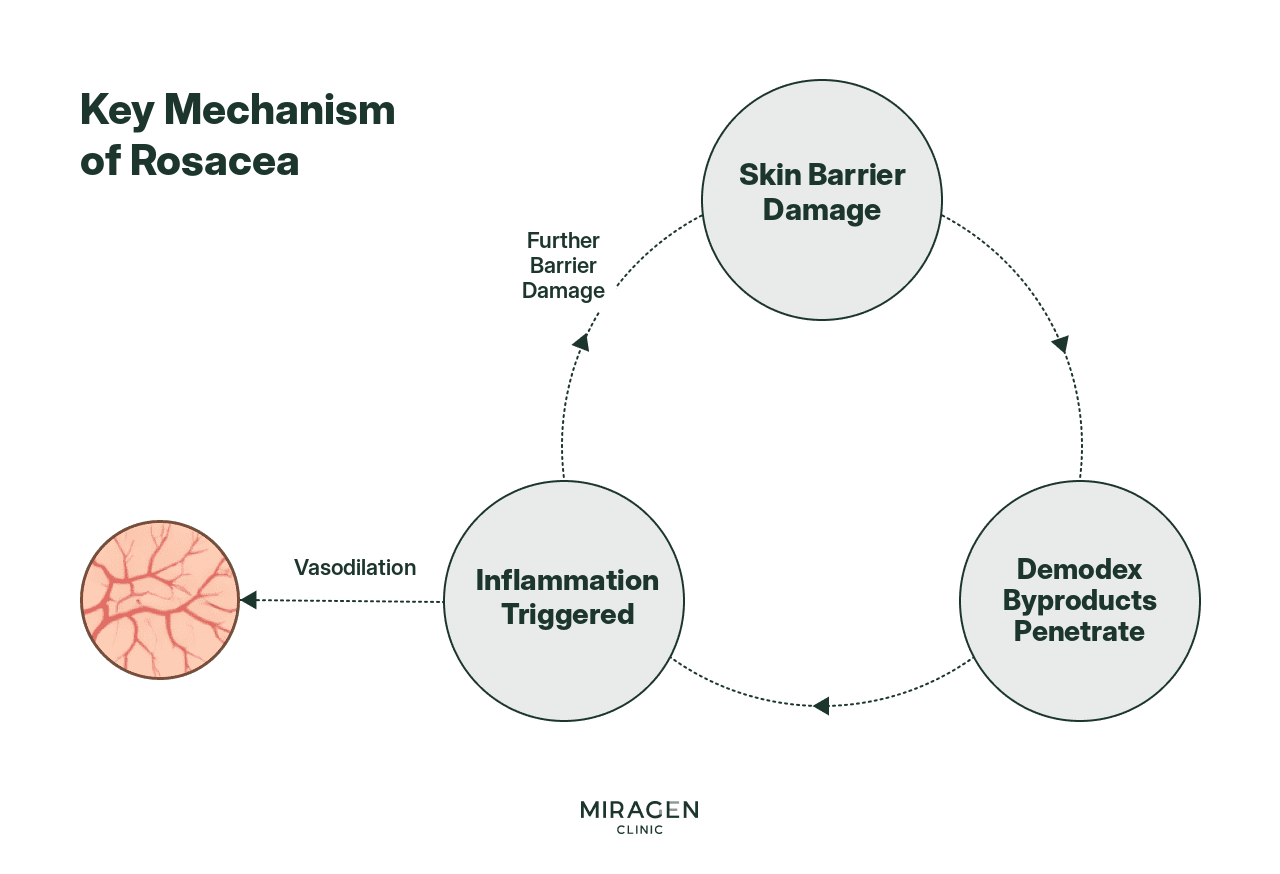The Vicious Cycle of Barrier Damage in Rosacea A cycle diagram showing the core mechanism of rosacea: damaged skin barrier leads to vascular dilation and penetration of Demodex byproducts, which triggers inflammation, further damaging the barrier in a vicious cycle.