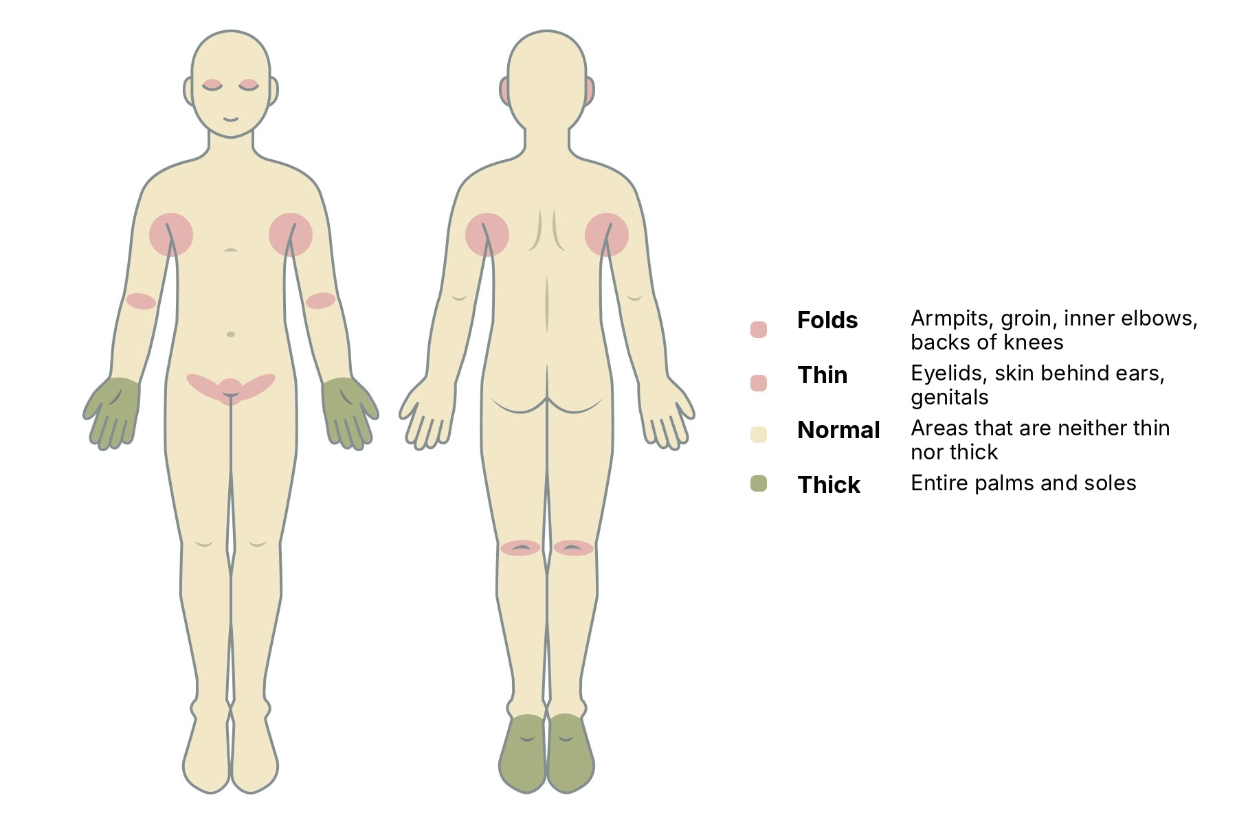 Steroid Absorption Rate by Body Area A chart showing the difference in steroid absorption rates across various body areas. It highlights that the eyelids and genital area have the highest absorption rates.