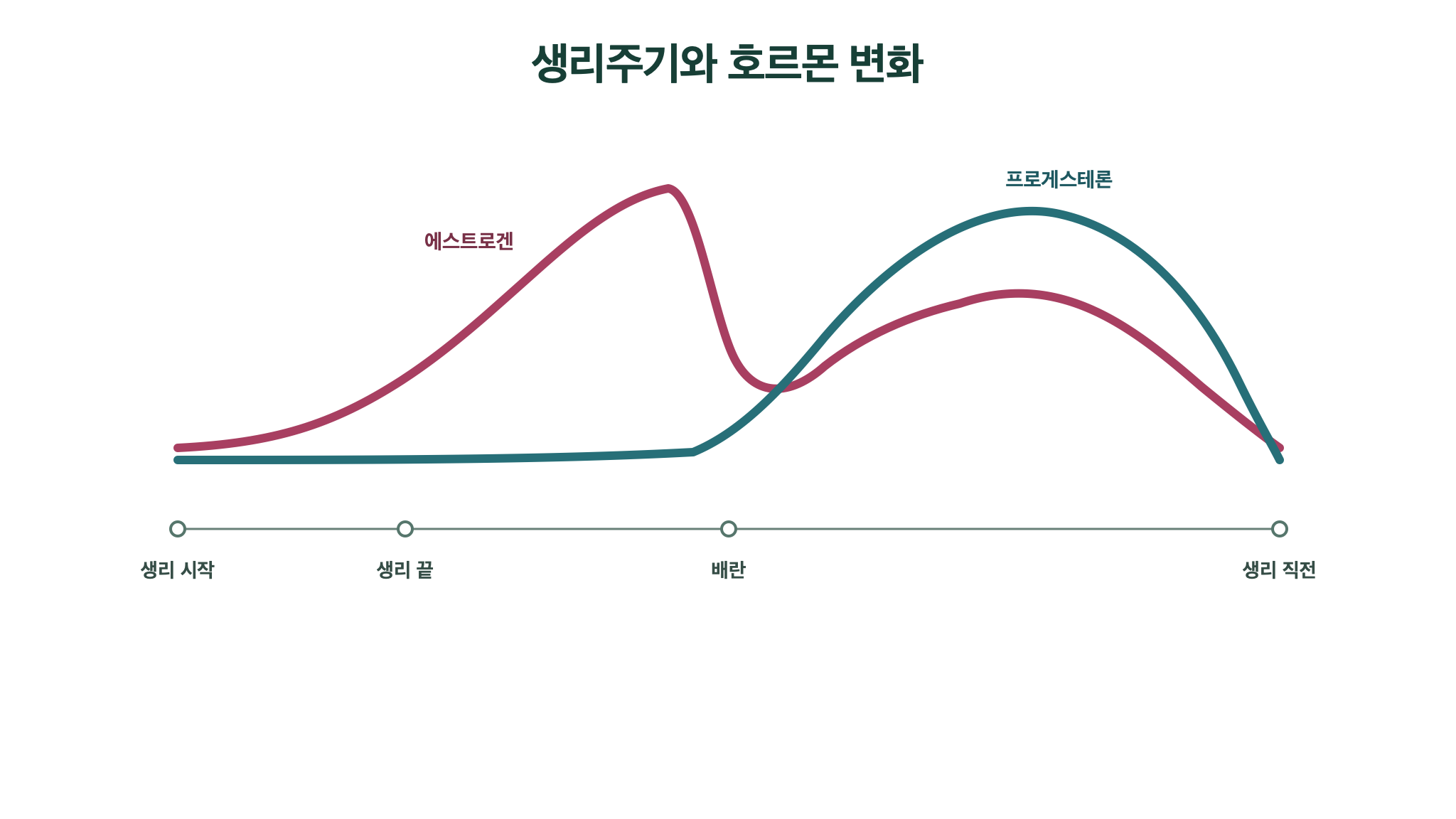 생리 시작, 생리 끝, 배란, 생리 직전까지 에스트로겐과 프로게스테론의 변화를 보여주는 그래프