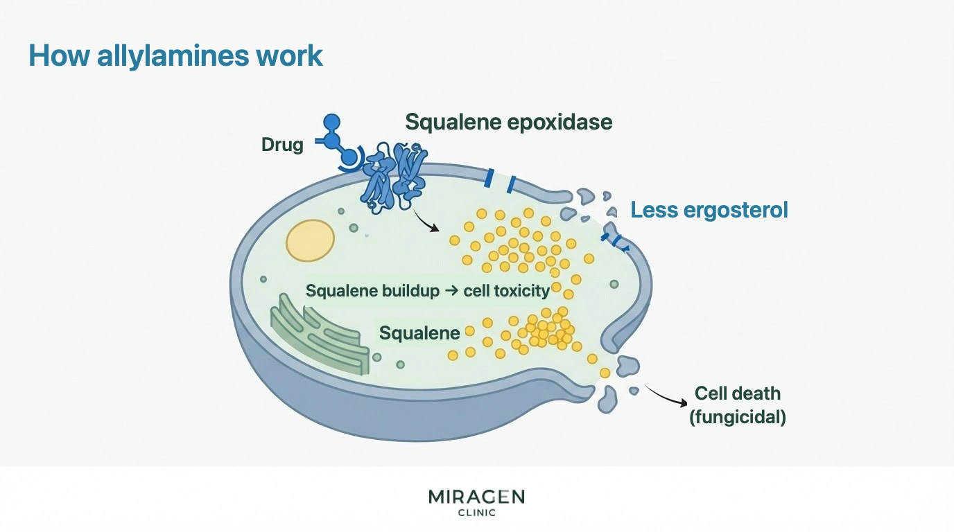Mechanism of Allylamine Antifungals — Directly killing fungi through squalene accumulation and reduced ergosterol