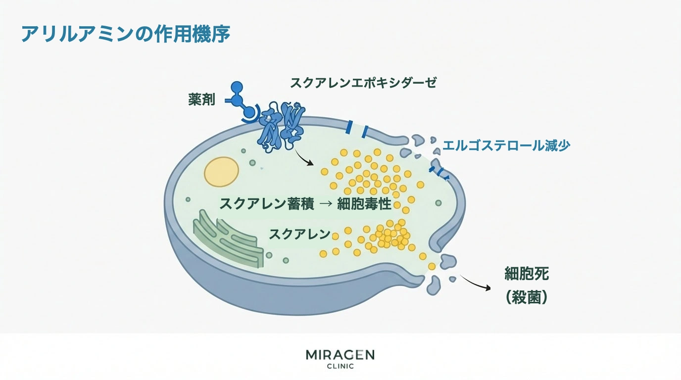 アリルアミン系抗真菌薬の作用機序 — スクアレンの蓄積とエルゴステロールの減少により真菌を直接死滅させる過程