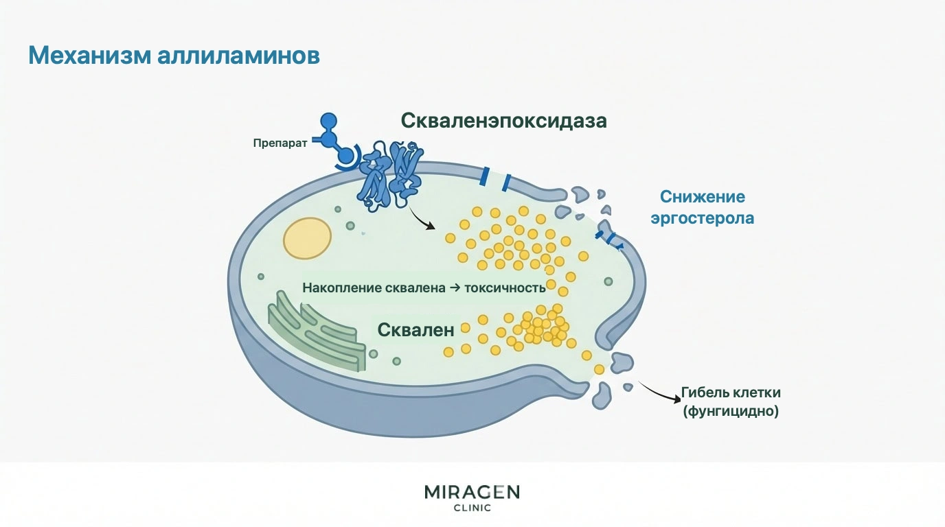 Схема показывает, как аллиламины вызывают накопление сквалена и уменьшение эргостерола, непосредственно уничтожая грибы