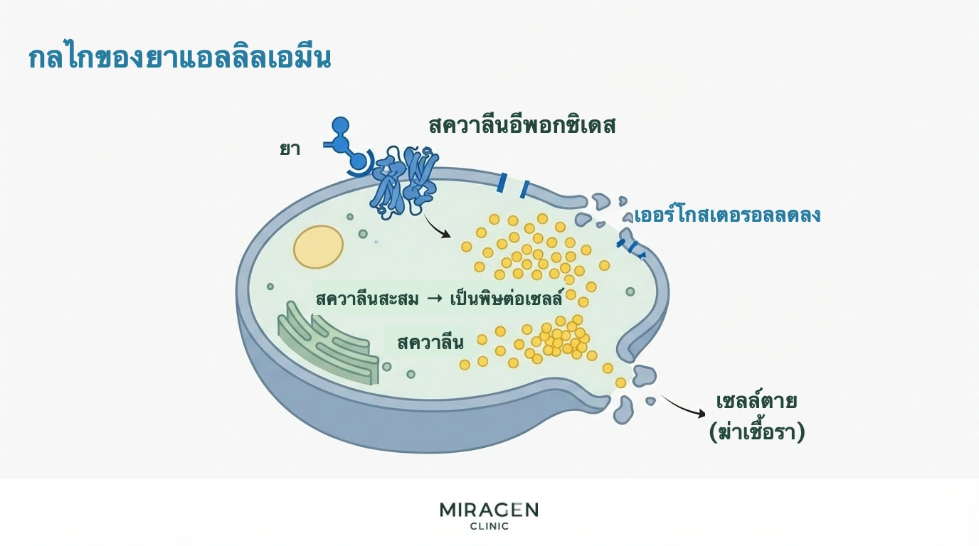 ภาพอธิบายยาต้านเชื้อรากลุ่มอัลลิลเอมีนทำให้สควาลีนสะสมและเออร์โกสเตอรอลลดลงจนฆ่าเชื้อราโดยตรง