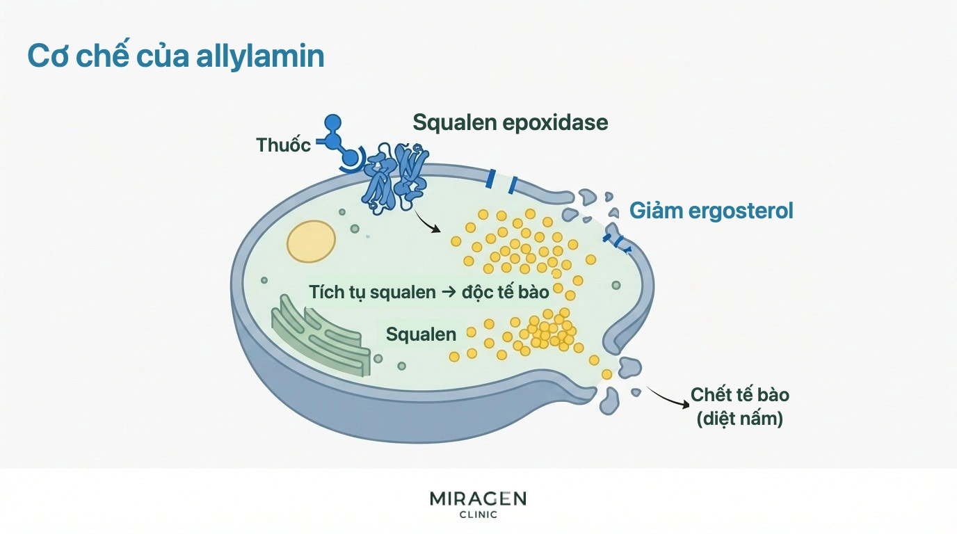 Sơ đồ cơ chế allylamine: squalene tích tụ và ergosterol giảm, trực tiếp tiêu diệt tế bào nấm