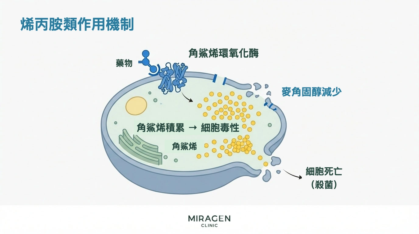 烯丙胺類藥物作用機制圖：角鯊烯積聚並使麥角固醇減少，直接殺死真菌