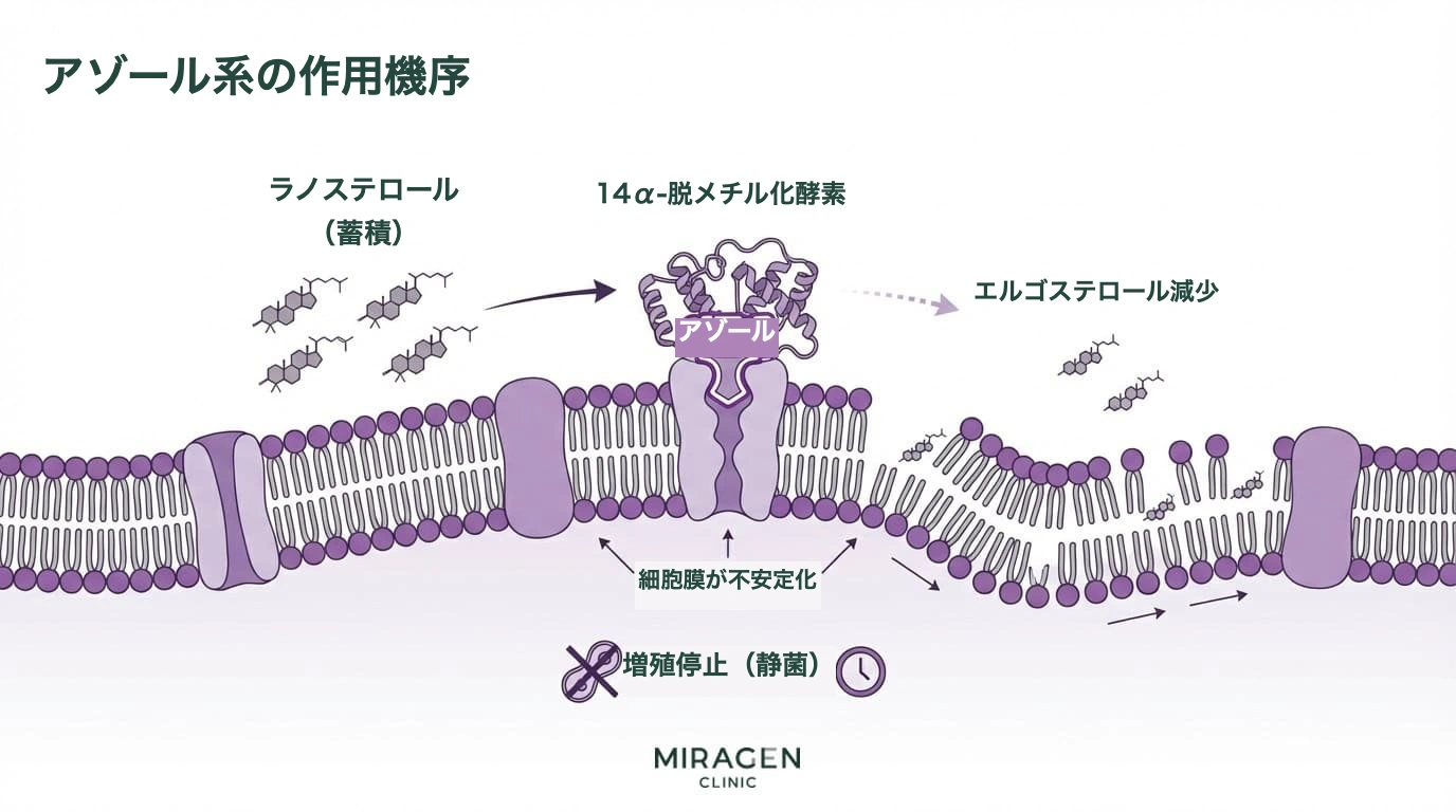 ケトコナゾール軟膏の作用機序 — 14α-脱メチル化酵素を遮断して真菌のエルゴステロール合成を抑制する過程