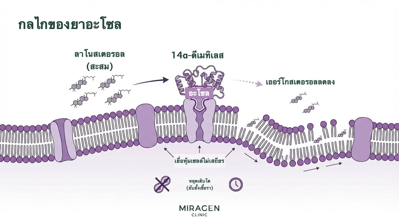 ภาพอธิบายครีมคีโตโคนาโซลยับยั้งเอนไซม์ 14α-ดีเมทิเลสและลดการสร้างเออร์โกสเตอรอลของเชื้อรา