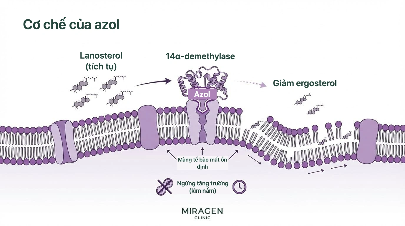 Sơ đồ cơ chế của ketoconazole: chặn enzyme 14α-demethylase để ức chế tổng hợp ergosterol của nấm