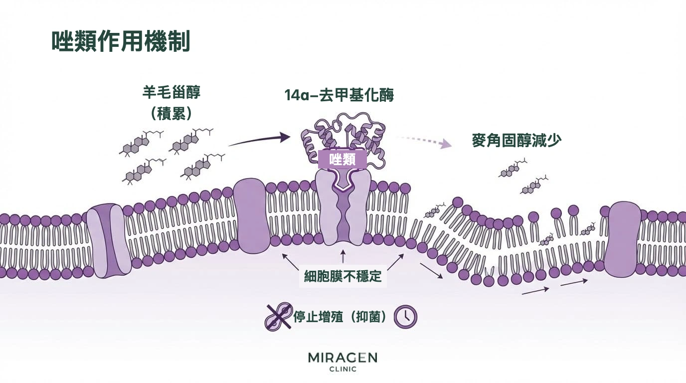 酮康唑藥膏作用機制圖：阻斷 14α-去甲基化酶，抑制真菌麥角固醇合成
