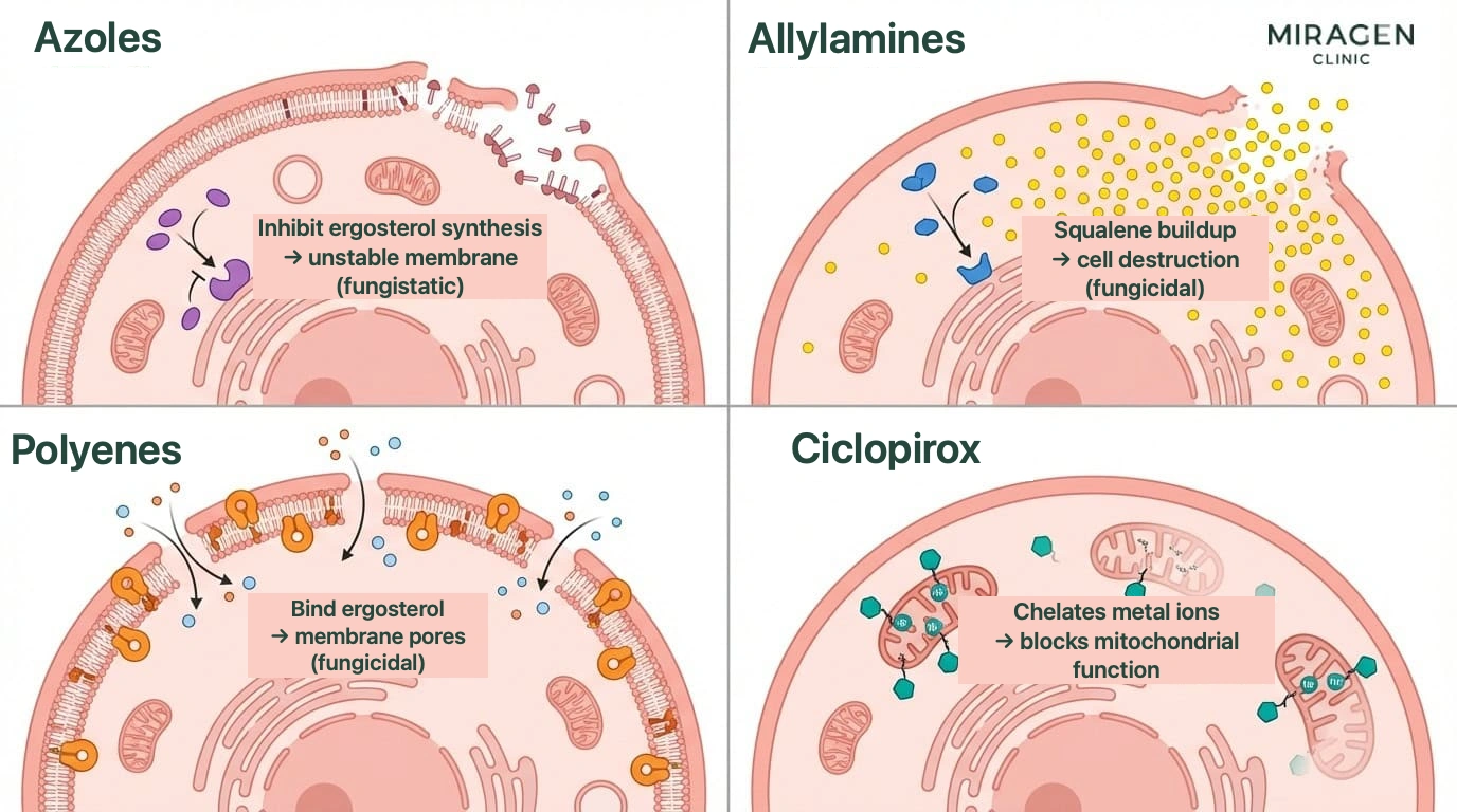 Overview of the Four Antifungal Classes — Comparing azoles (including Nizoral and ketoconazole ointment), allylamines, polyenes, and ciclopirox