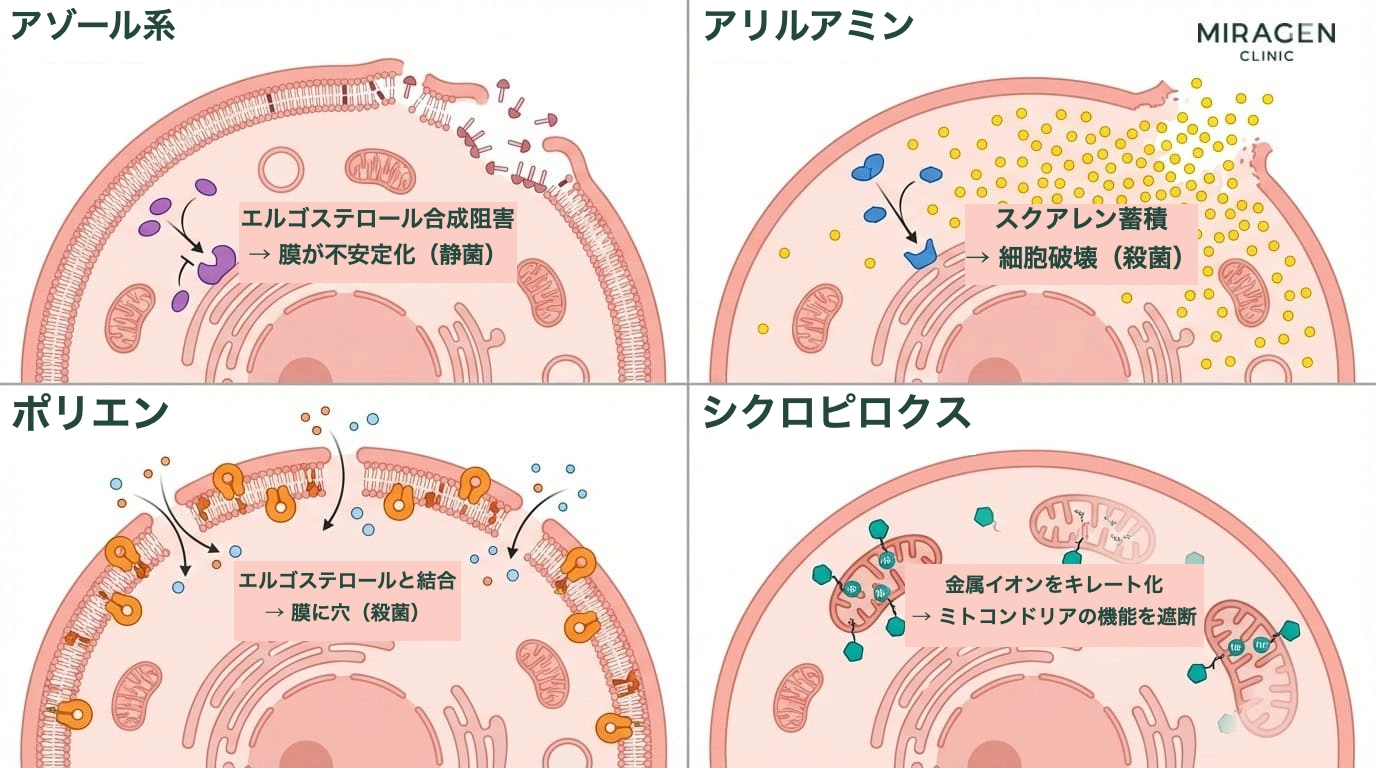 抗真菌薬4系統の概要 — ニゾラール・ケトコナゾール軟膏が属するアゾール系、アリルアミン系、ポリエン系、シクロピロクス系の比較