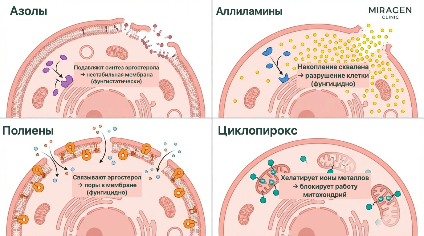 Обзор четырех классов противогрибковых средств: азолы, к которым относятся Низорал и кетоконазол, аллиламины, полиены и циклопирокс