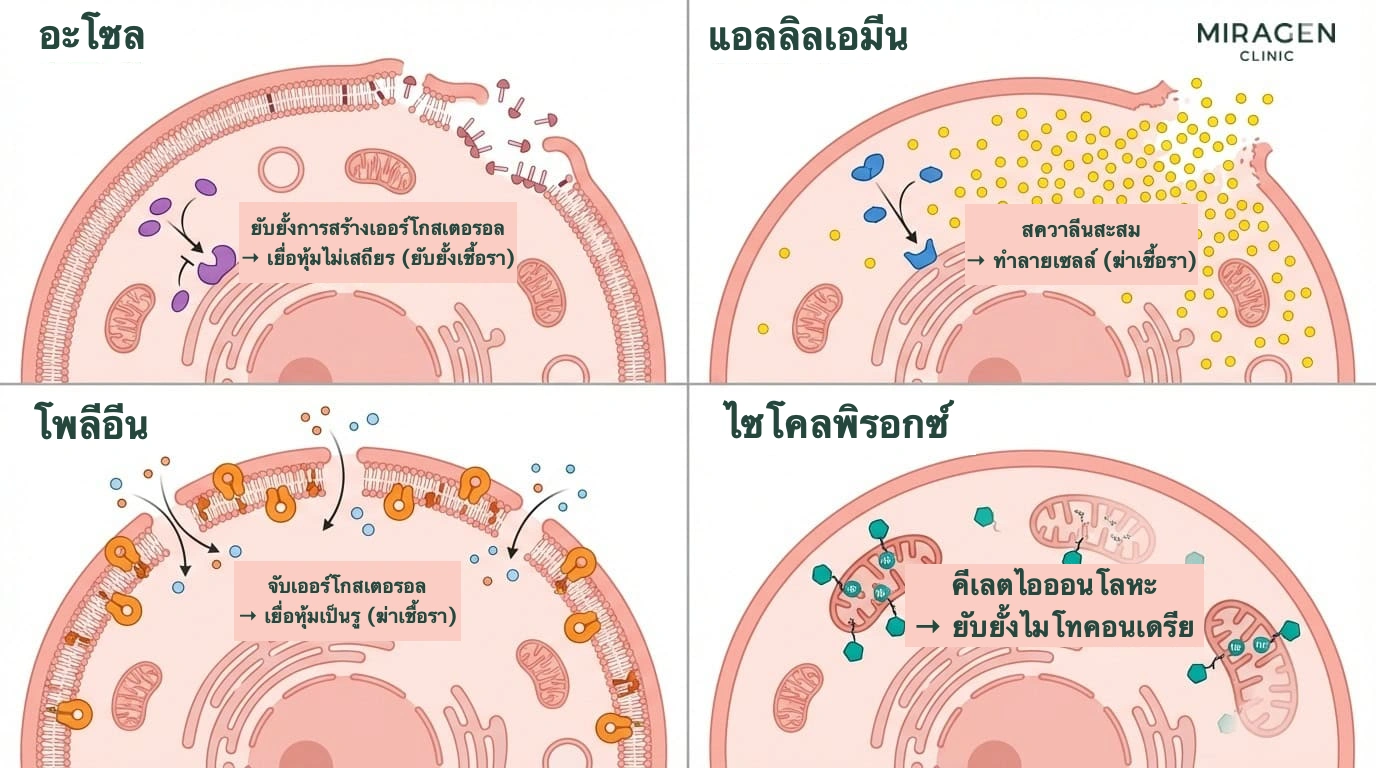 ภาพรวมยาต้านเชื้อราสี่กลุ่ม ได้แก่ อะโซลที่มีไนโซรัลและคีโตโคนาโซล อัลลิลเอมีน โพลีอีน และไซโคลพิร็อกซ์