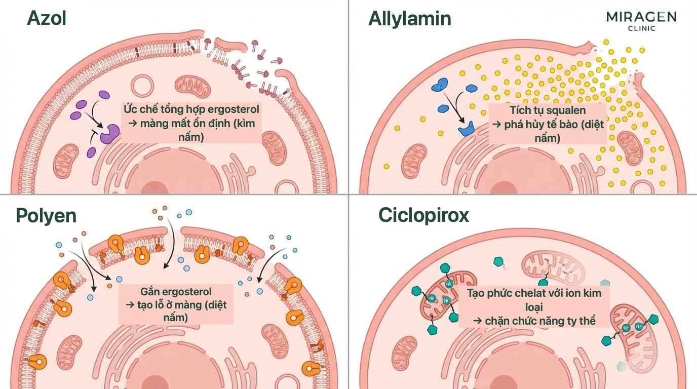 Tổng quan bốn nhóm thuốc chống nấm: azole gồm Nizoral và ketoconazole, allylamine, polyene và ciclopirox