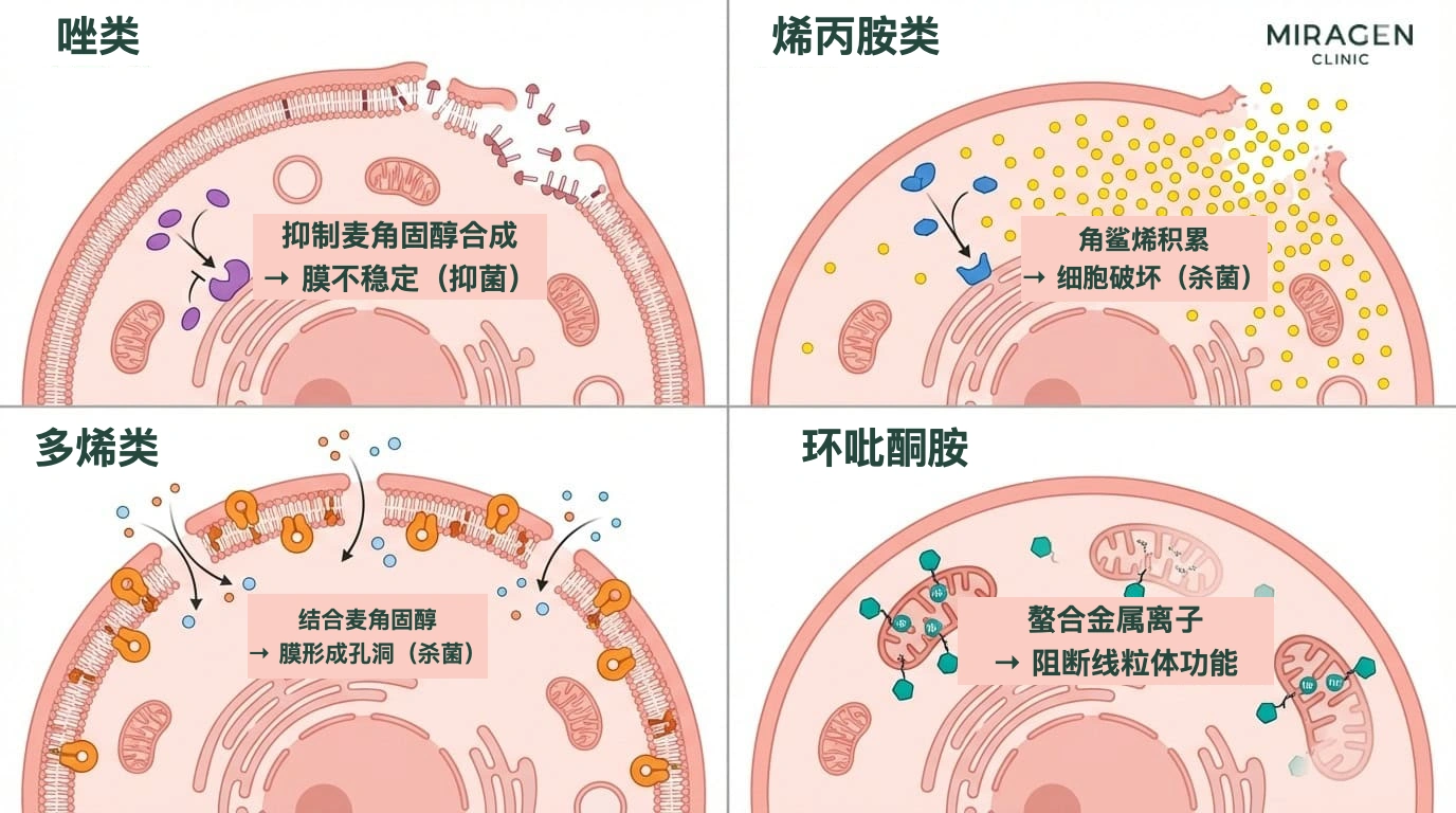 四类抗真菌药概览信息图：比较Nizoral及酮康唑所属的唑类、烯丙胺类、多烯类和环吡酮