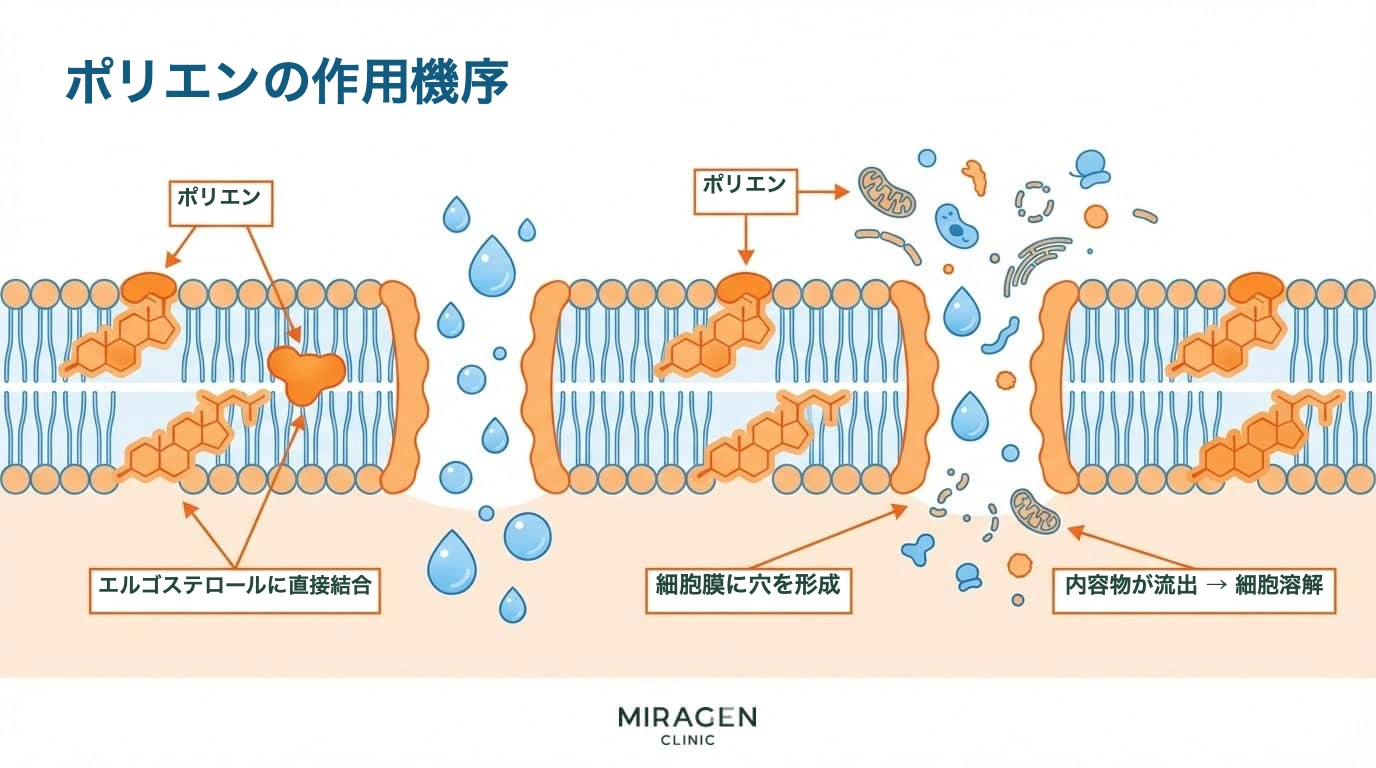 ポリエン系抗真菌薬の作用機序 — エルゴステロールに直接結合して細胞膜に穴を開ける過程