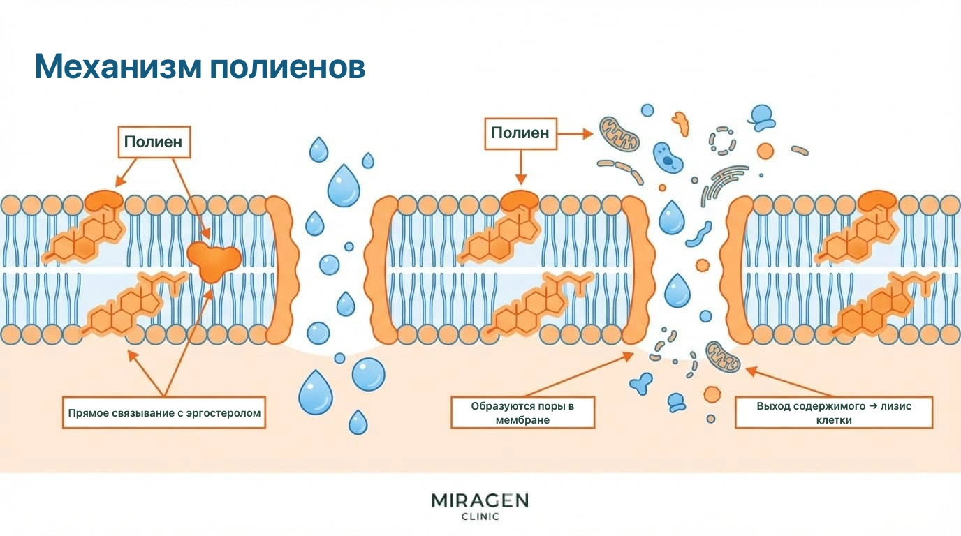 Схема показывает связывание полиенов с эргостеролом и образование отверстий в грибковой мембране