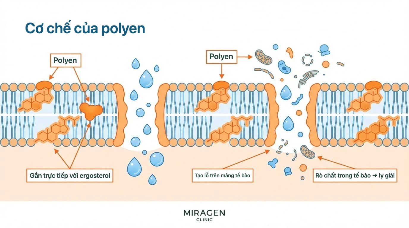 Sơ đồ polyene gắn trực tiếp vào ergosterol, tạo lỗ thủng trên màng tế bào nấm
