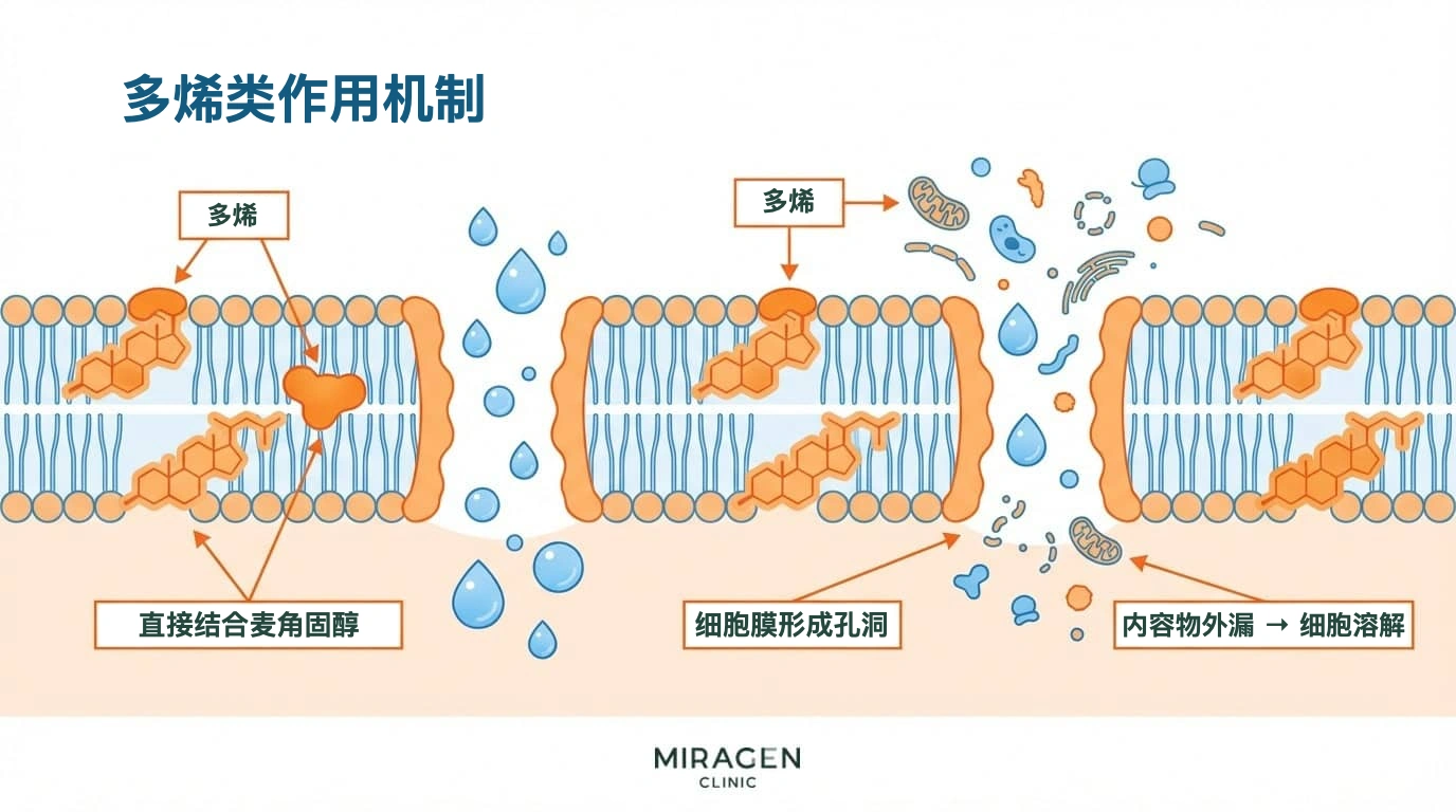 多烯类抗真菌药作用机制图：直接结合麦角固醇，在细胞膜上形成孔洞