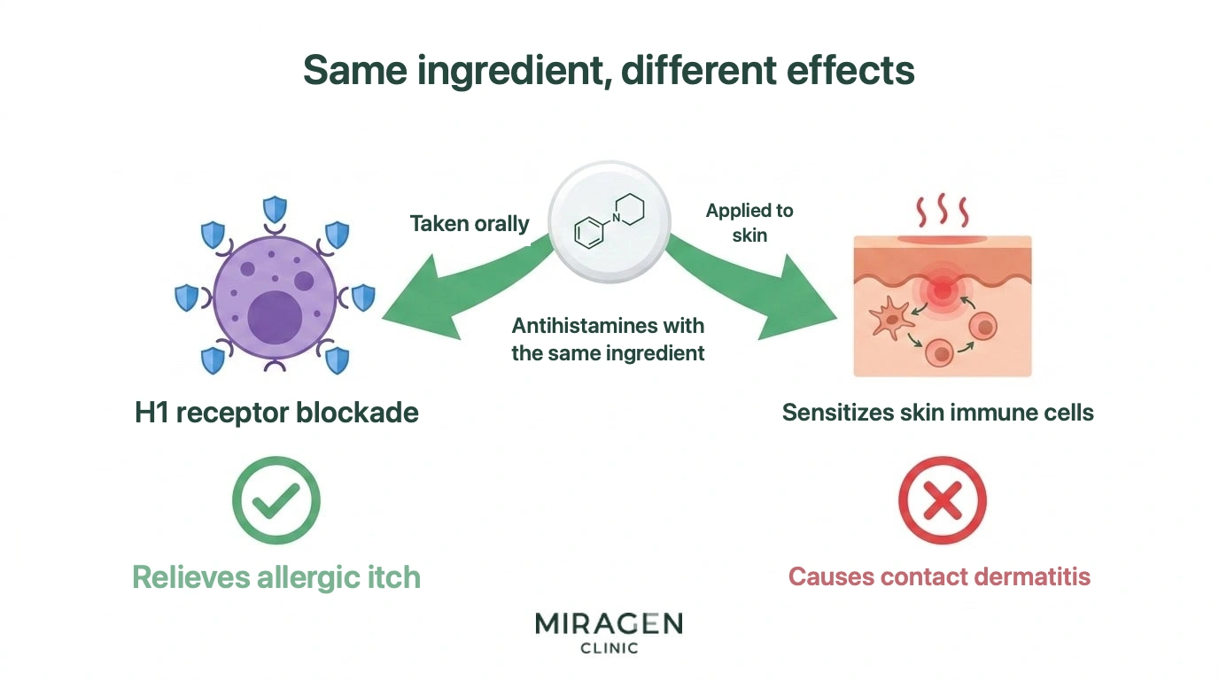 Illustration with an antihistamine tablet icon in the center and arrows branching left and right. On the left, ingestion leads via an arrow to a mast cell H1 receptor blockade icon with a green checkmark, resulting in allergy itch relief. On the right, topical application leads via an arrow to a skin immune cell sensitization icon with a red X, resulting in contact dermatitis induction. This single image shows the paradoxical structure. 