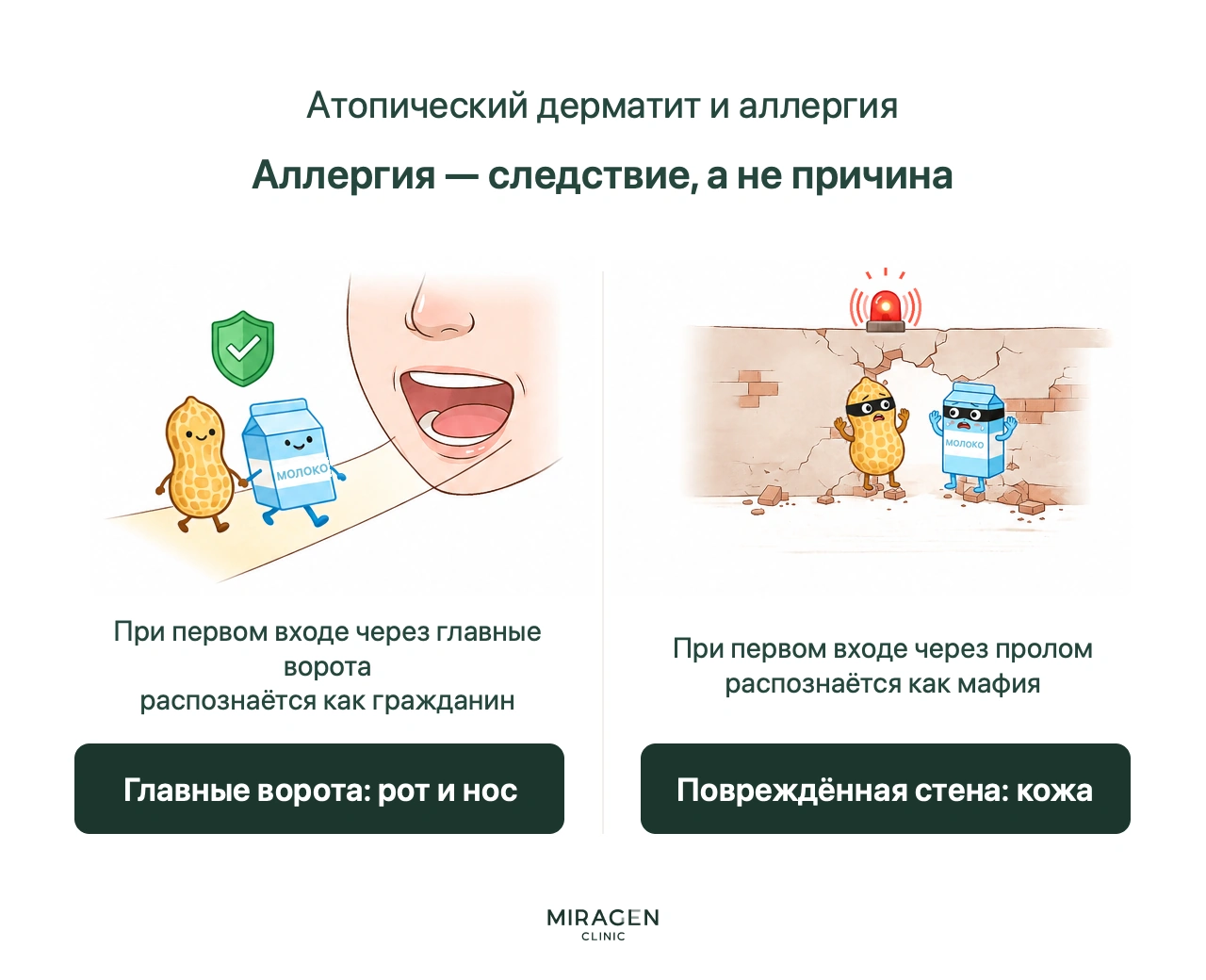 Инфографика сравнивает аллергию с распознаванием мирных горожан и мафии: попавшую через рот пищу иммунитет воспринимает как безопасную, а вещество, прошедшее через повреждённый кожный барьер, может счесть угрозой