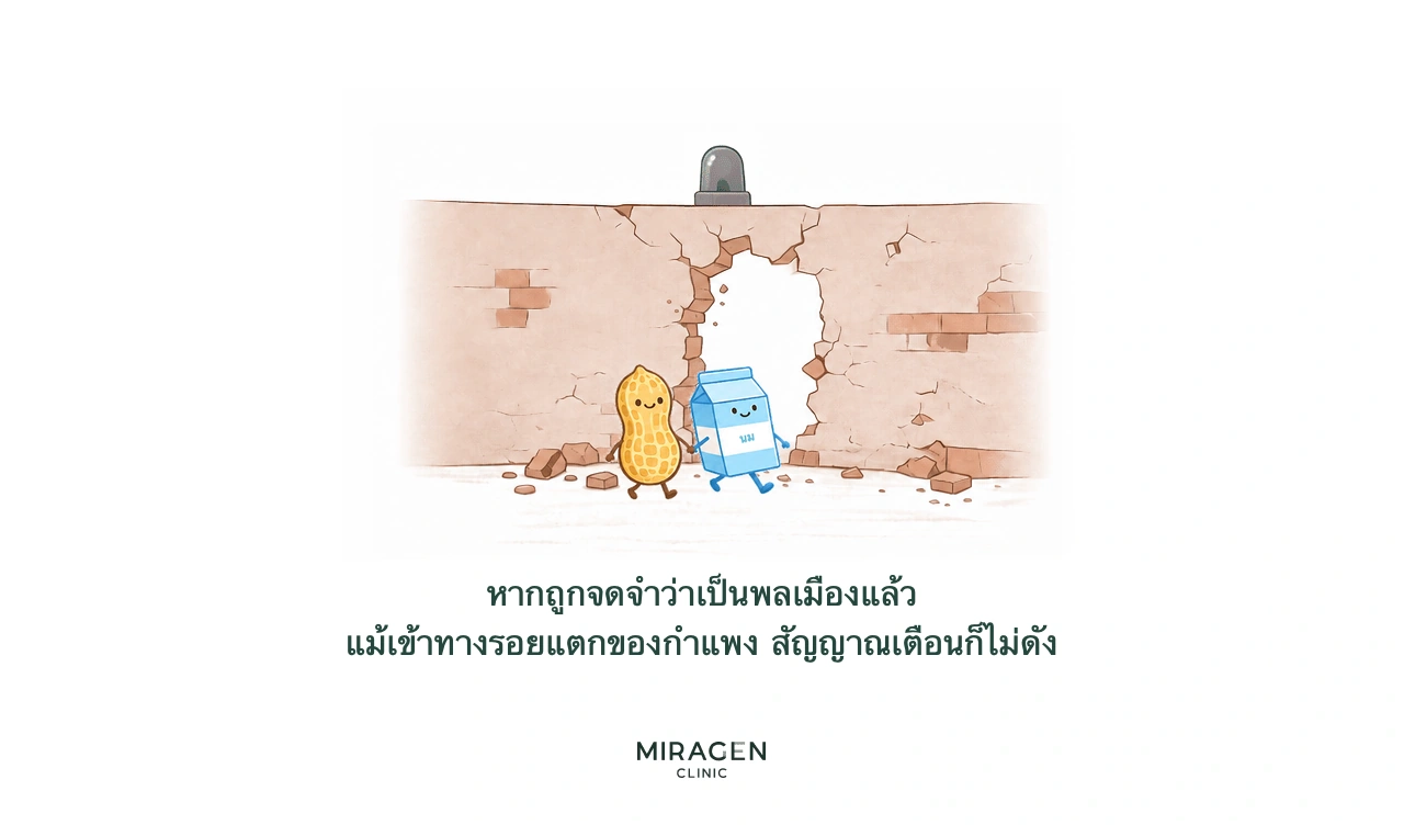 ภาพนมและถั่วลิสงที่ระบบภูมิคุ้มกันมองว่าเป็นพลเมืองแล้ว แม้ผ่านช่องว่างของเกราะผิวที่เสียหายก็ไม่กระตุ้นสัญญาณเตือน อธิบายชนิดภายในที่ไม่มีภูมิแพ้