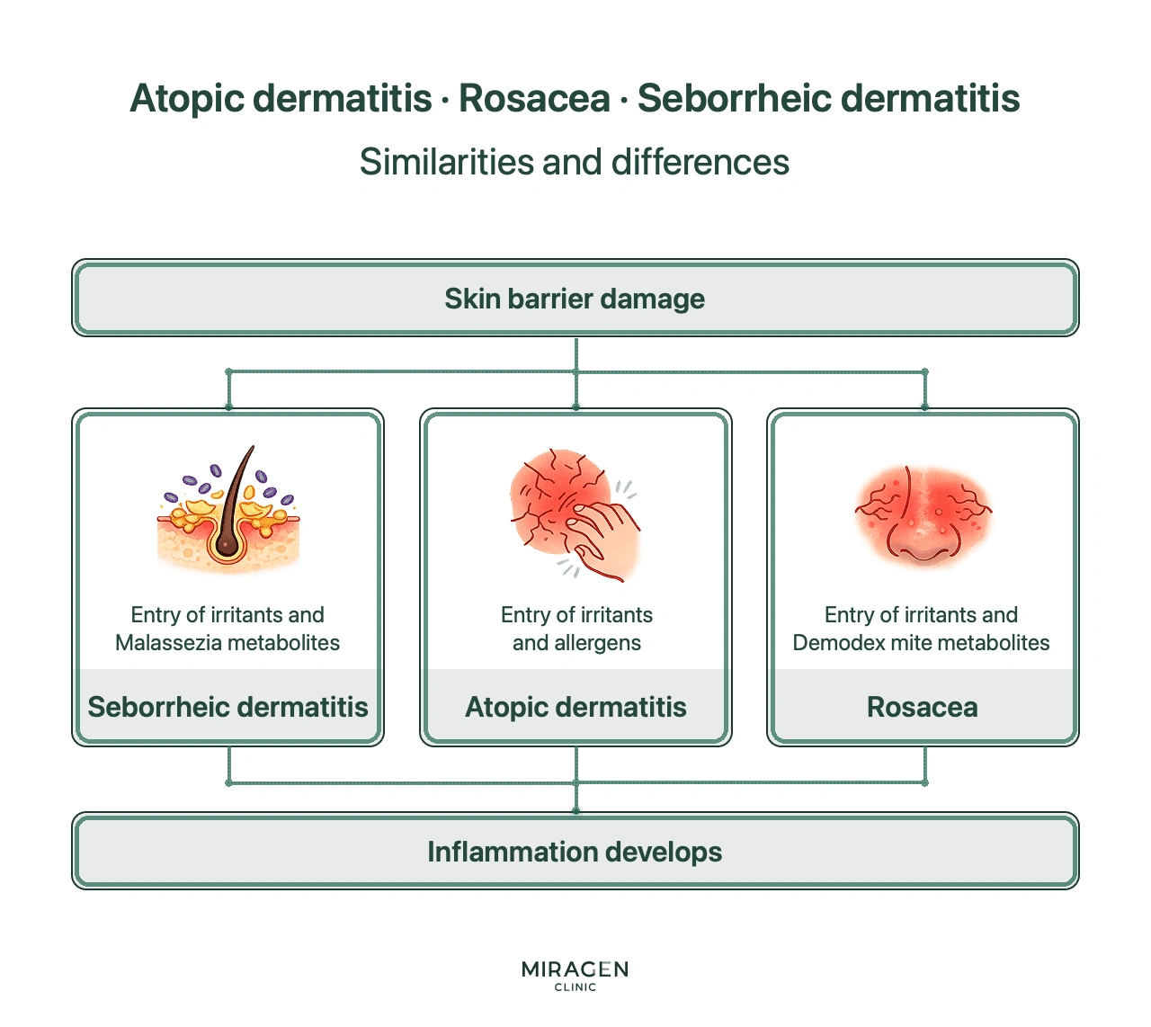 An infographic comparing atopic dermatitis, rosacea, and seborrheic dermatitis; it shows that while all three begin with skin barrier damage, the primary aggravating factors differ: allergens for atopic dermatitis, Demodex for rosacea, and Malassezia for seborrheic dermatitis.