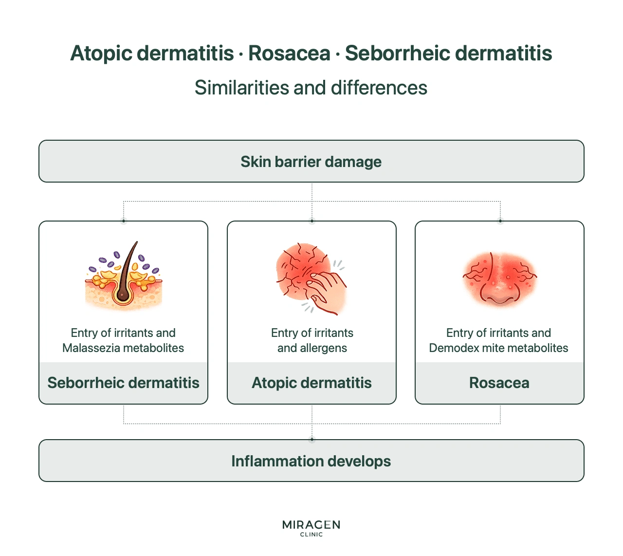 An infographic comparing rosacea, atopic dermatitis, and seborrheic dermatitis, showing that while all three begin with skin barrier damage, they differ in what penetrates: Demodex metabolites for rosacea, allergens for atopic dermatitis, and Malassezia for seborrheic dermatitis.