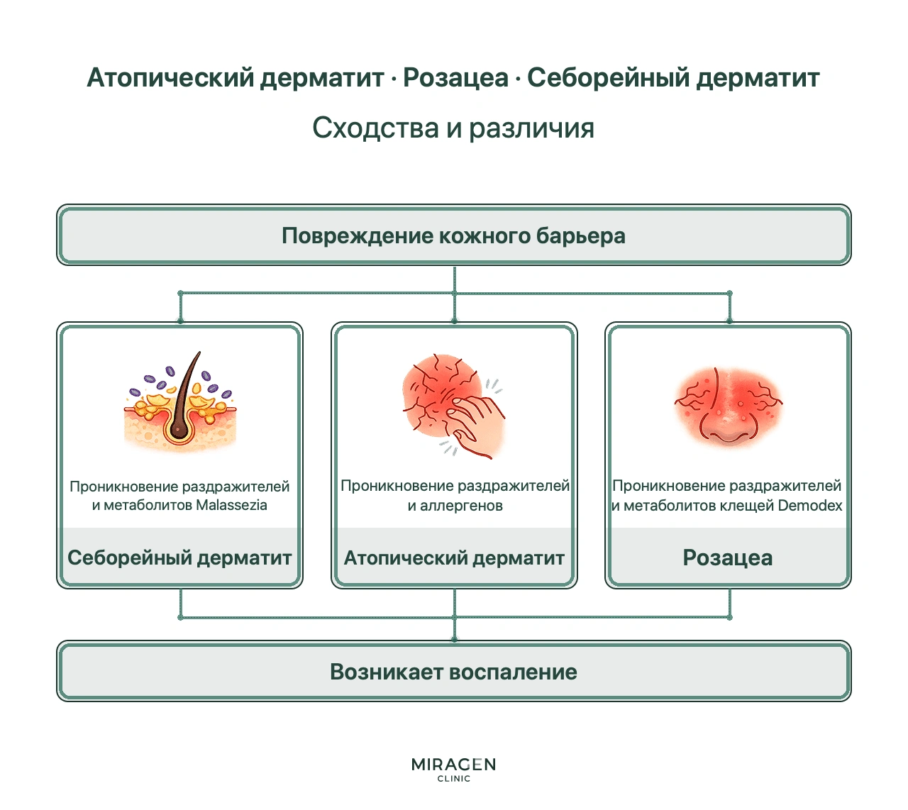 Инфографика сравнивает три заболевания с повреждением кожного барьера: при атопическом дерматите главный дополнительный фактор — аллергены, при розацеа — Demodex, при себорейном дерматите — Malassezia