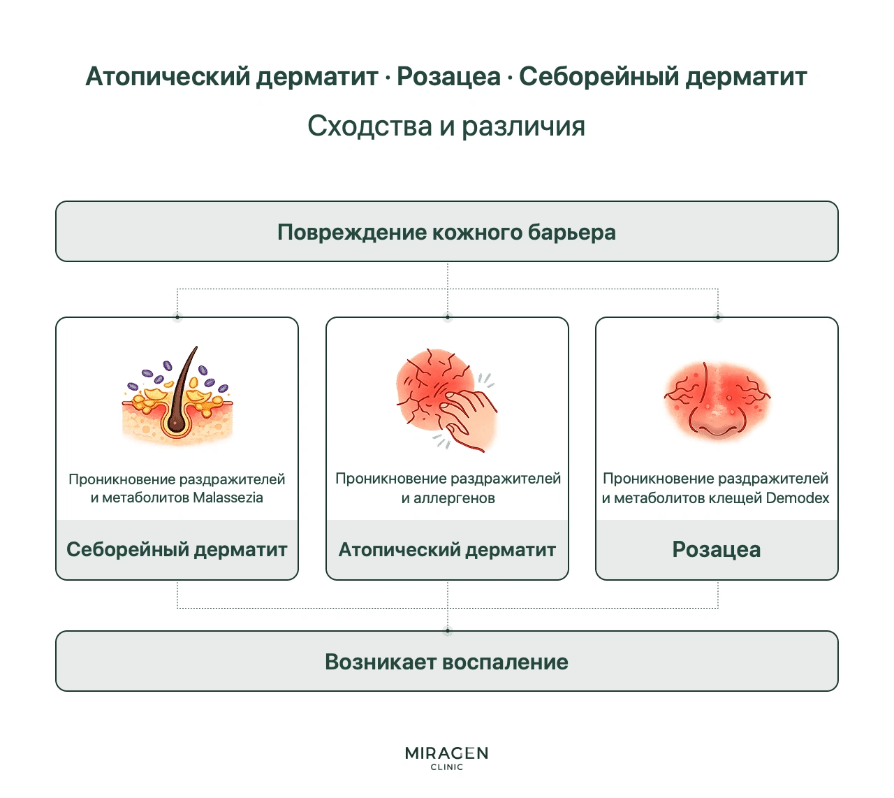 Инфографика сравнивает розацеа, атопический и себорейный дерматит: все три начинаются с повреждения кожного барьера, но раздражители различаются — продукты обмена Demodex, аллергены и Malassezia