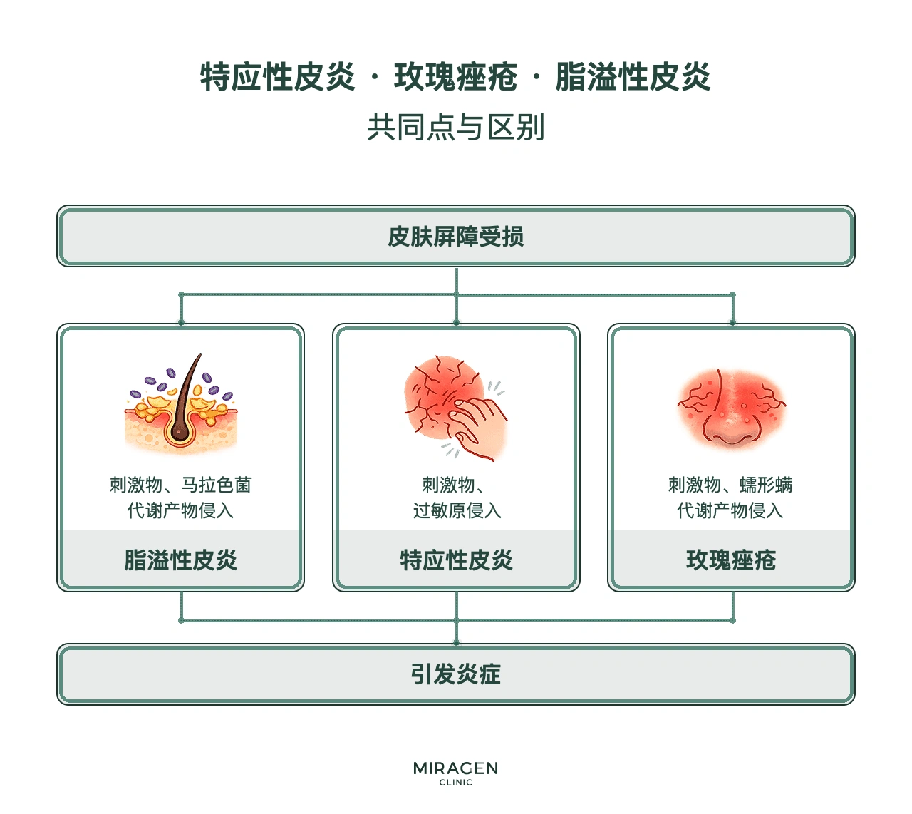 比较特应性皮炎、玫瑰痤疮与脂溢性皮炎的信息图：三者都从皮肤屏障受损开始，但主要加重因素分别为过敏原、蠕形螨及马拉色菌