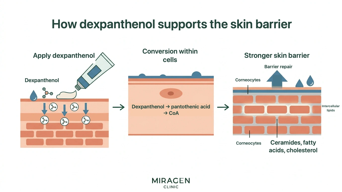 An illustration showing the process where dexpanthenol is absorbed into the skin, converted into pantothenic acid and Coenzyme A, and then promotes intercellular lipid synthesis to strengthen the skin barrier