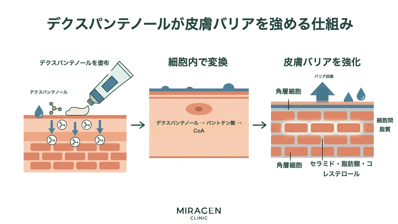 デクスパンテノールが肌に吸収されてパントテン酸とコエンザイムAに変換された後、細胞間脂質の合成を促進して肌のバリア機能を強化する過程を示すイラスト