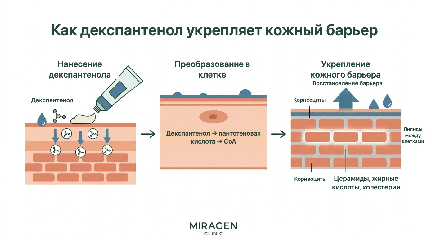 Иллюстрация показывает превращение нанесенного на кожу декспантенола в пантотеновую кислоту и коэнзим A, синтез межклеточных липидов и укрепление барьера