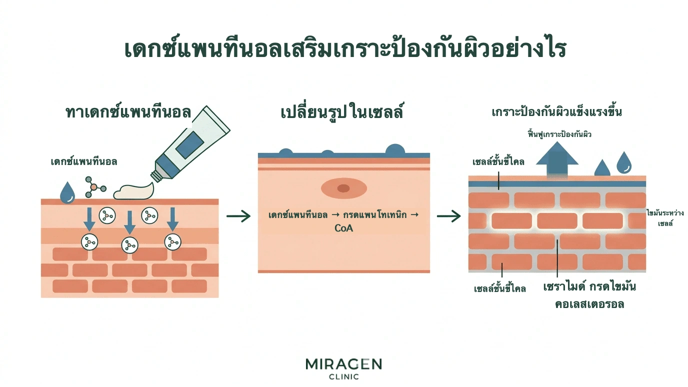 ภาพแสดงเดกซ์แพนทีนอลซึมเข้าสู่ผิว เปลี่ยนเป็นกรดแพนโทเทนิกและโคเอนไซม์ A แล้วส่งเสริมการสร้างไขมันระหว่างเซลล์เพื่อเสริมเกราะป้องกันผิว