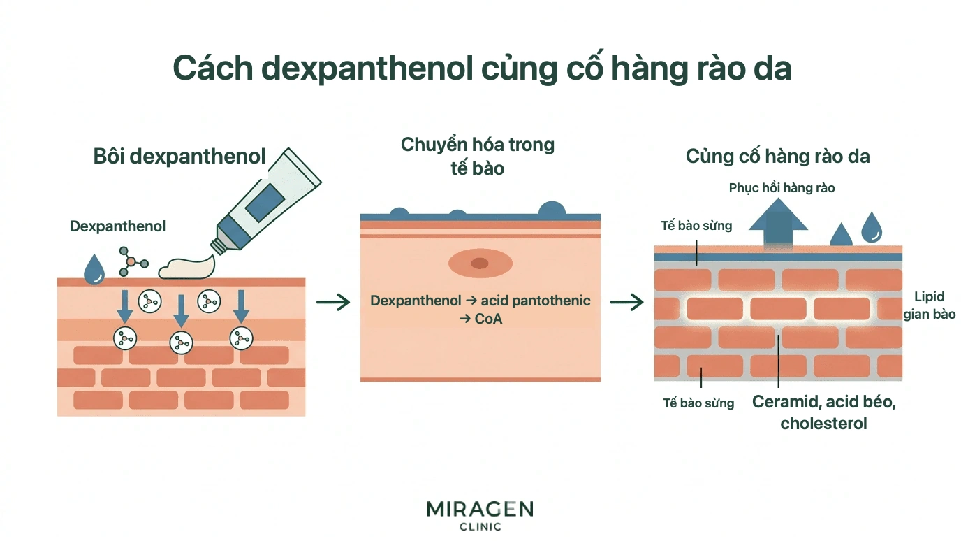 Minh họa dexpanthenol thấm vào da, chuyển thành pantothenic acid và coenzym A rồi thúc đẩy tổng hợp lipid giữa tế bào để tăng cường hàng rào da