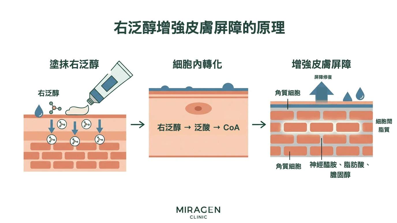 說明右泛醇進入皮膚後轉化為泛酸與輔酶 A，並促進細胞間脂質合成、幫助強化皮膚屏障的插圖